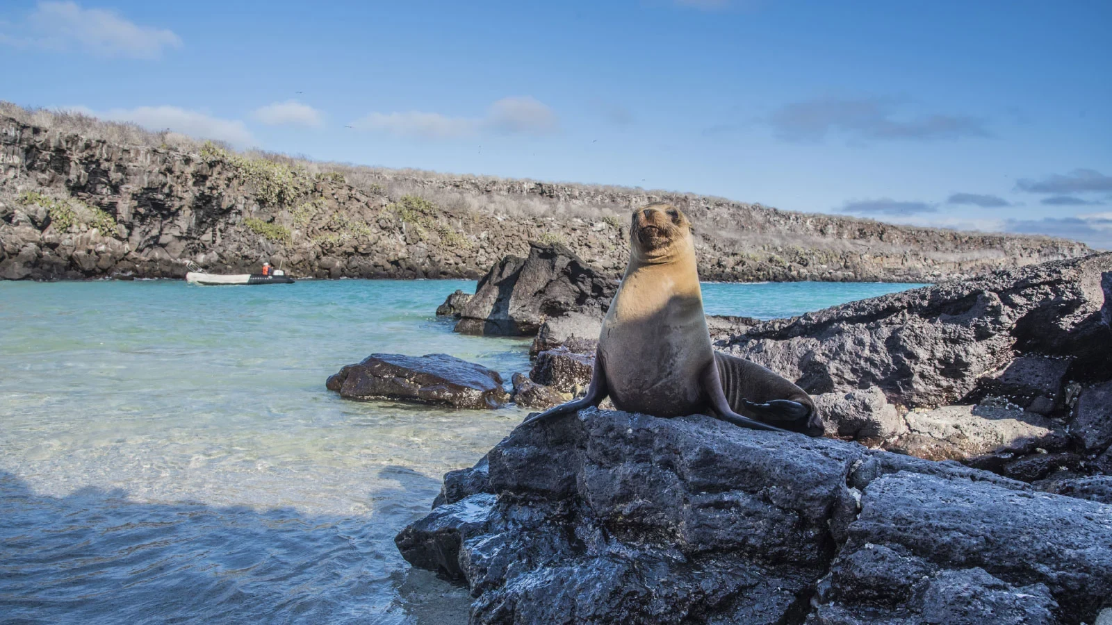 EC - Finch Bay hotel - Galapagos-sea-lion-big-15.webp