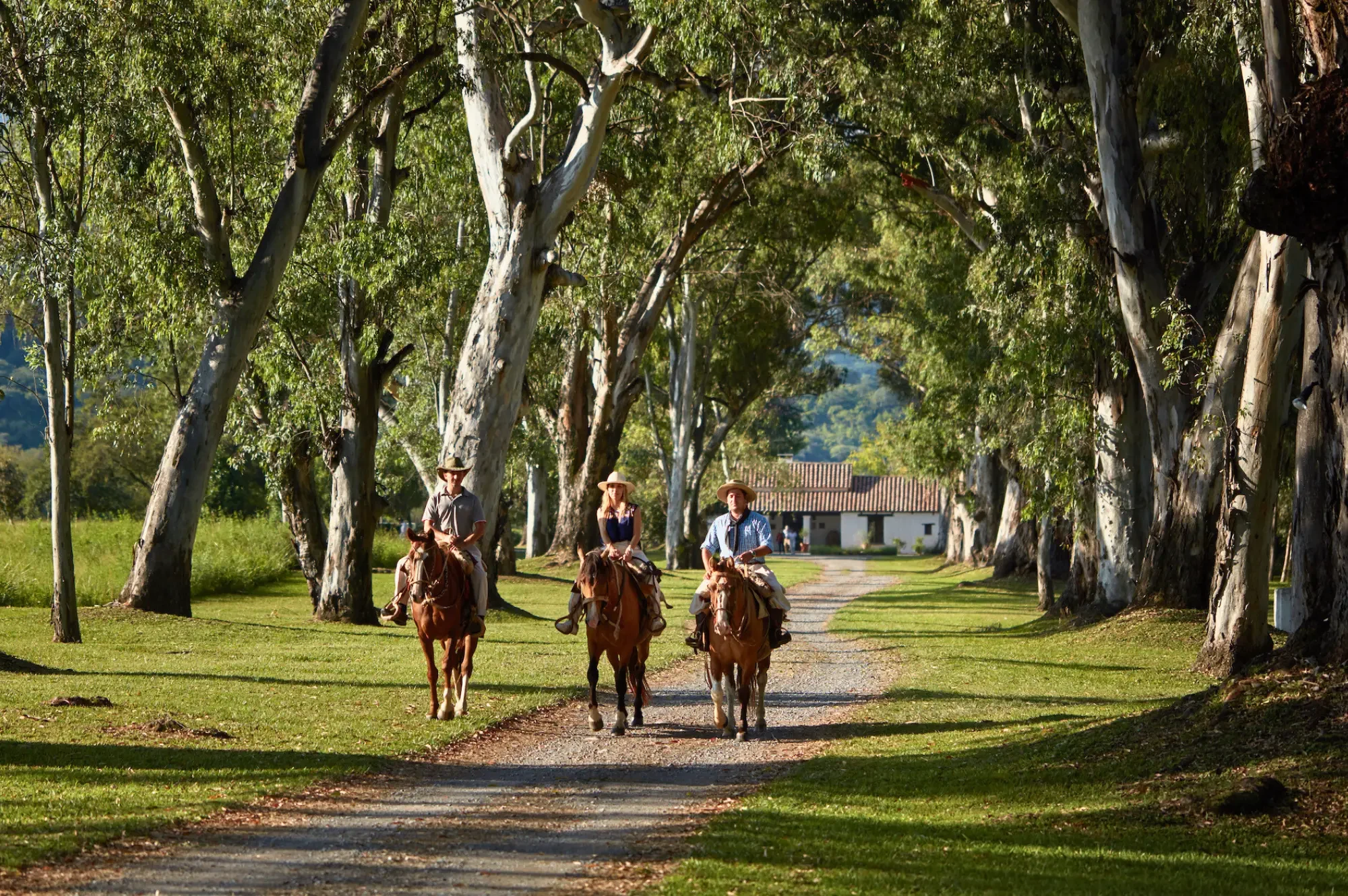 Beleven-chevaux-argentine-2.webp