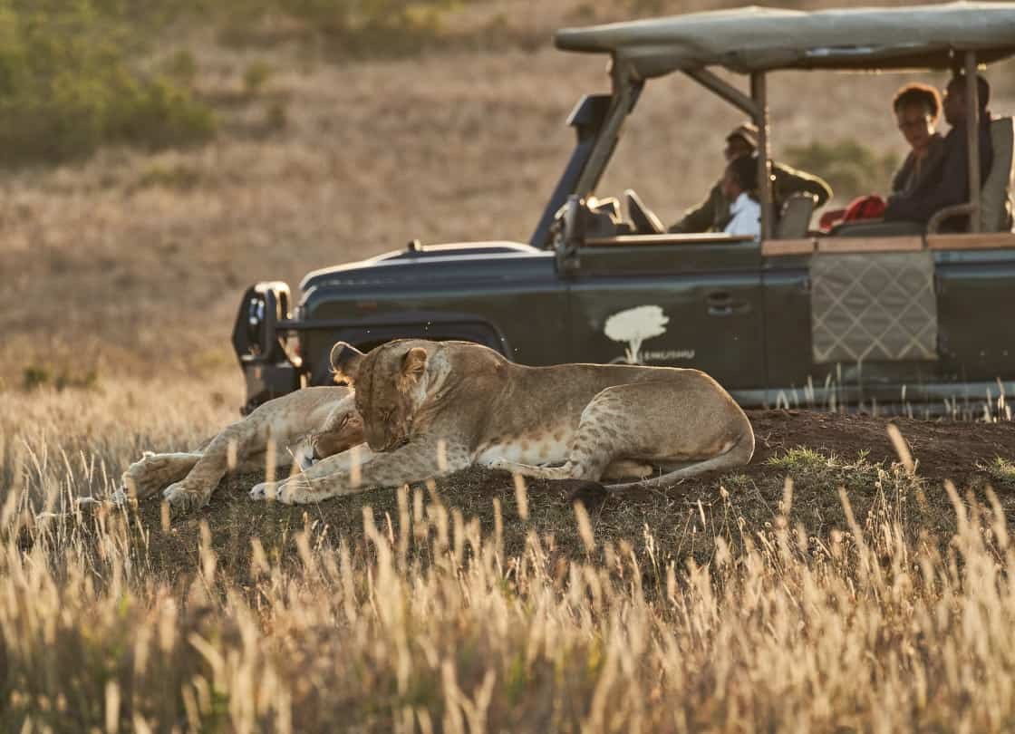 KE-Lengishu House-game drive lions.jpg