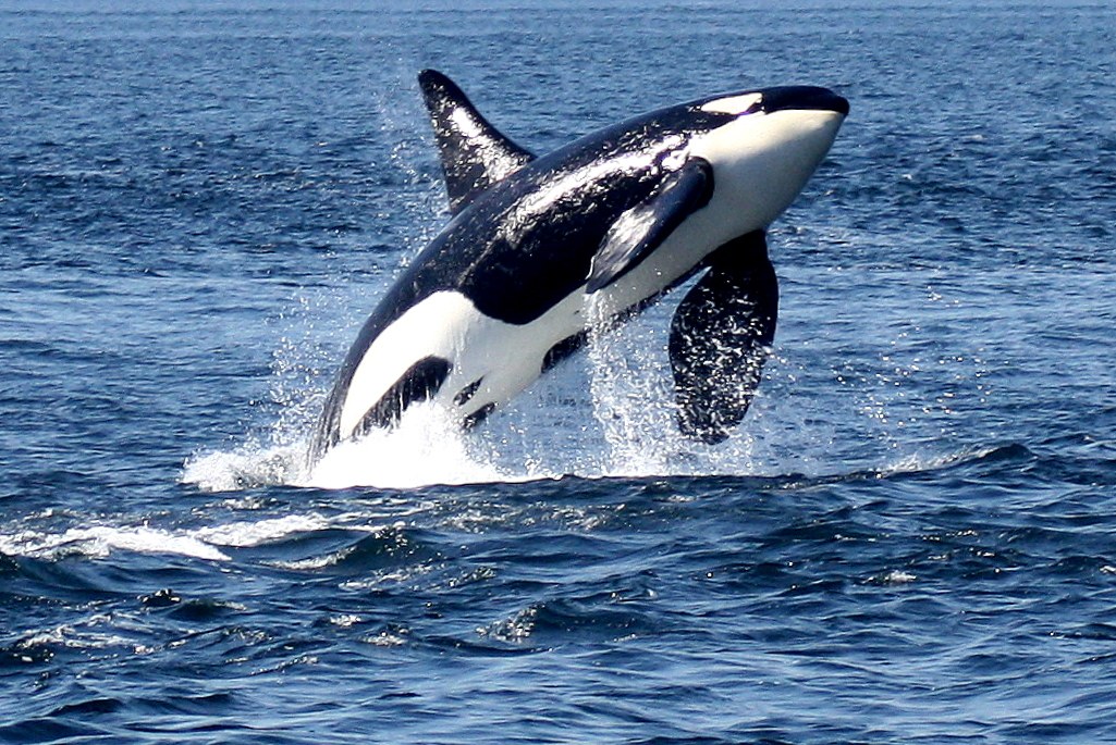 CA - Nimmo Bay Resort - Orca.jpg
