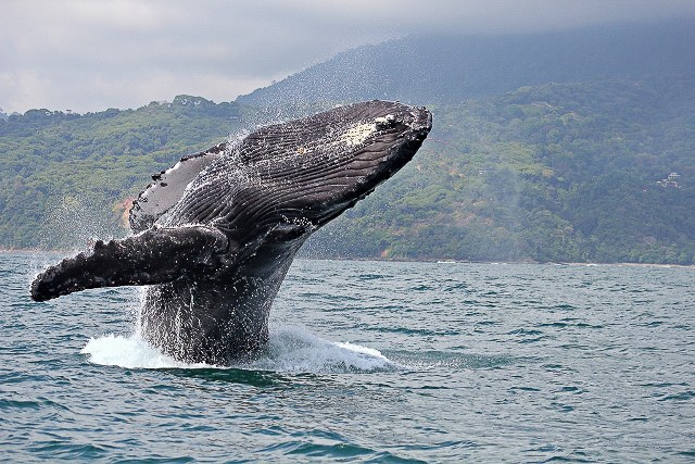 CR-Playa Cativo-Whale Watching.jpg