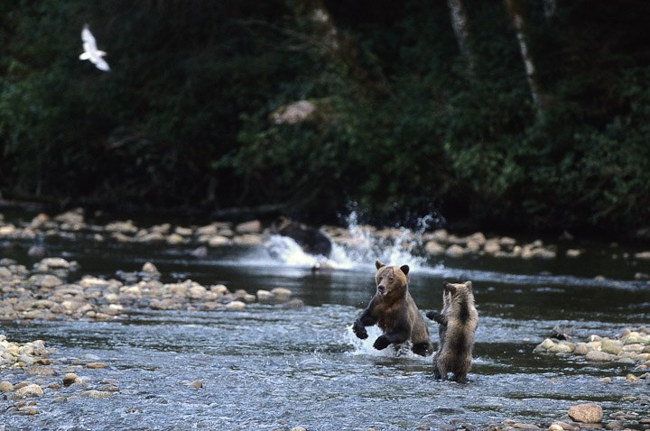 CA - Great Bear Lodge - Bears in the river.jpg