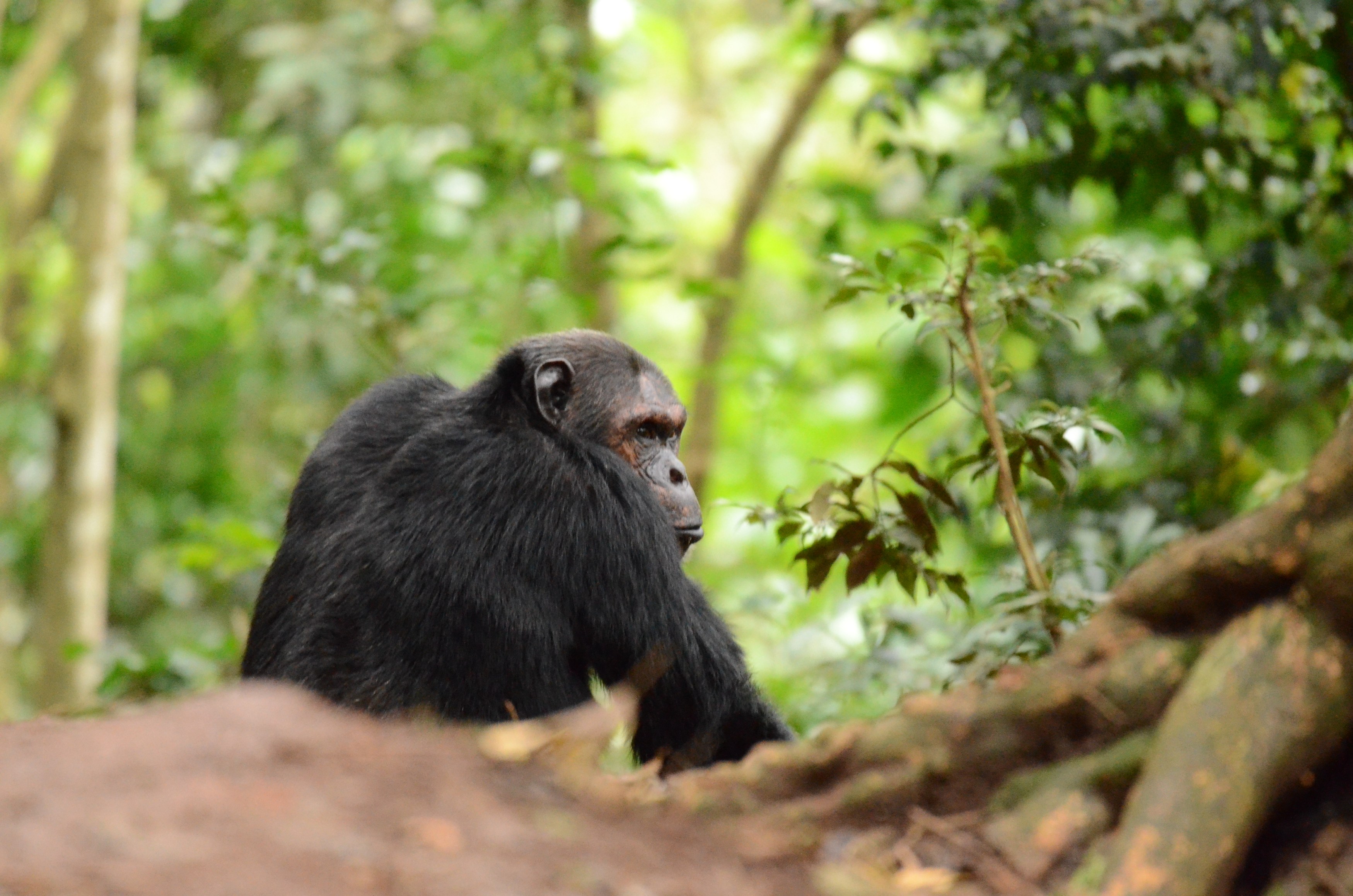 RW-Excursie-chimpansees.JPG