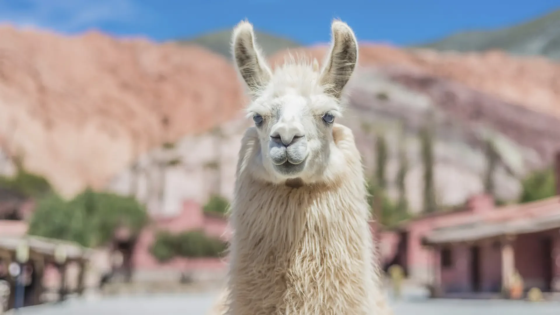 AR-Purmamarca-lama (1).webp