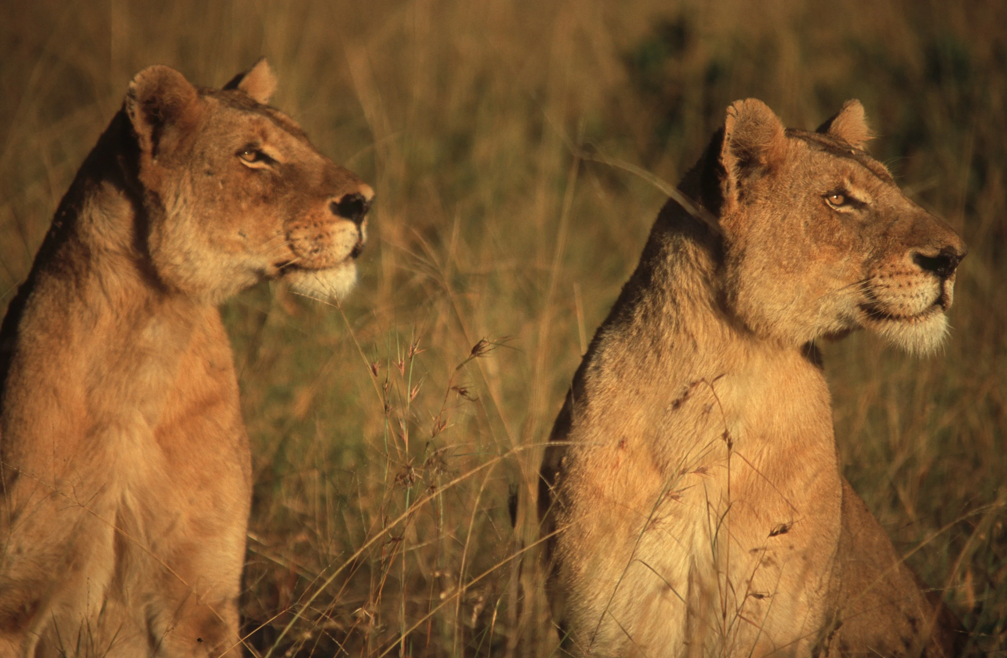 TZ-Lions_2.webp