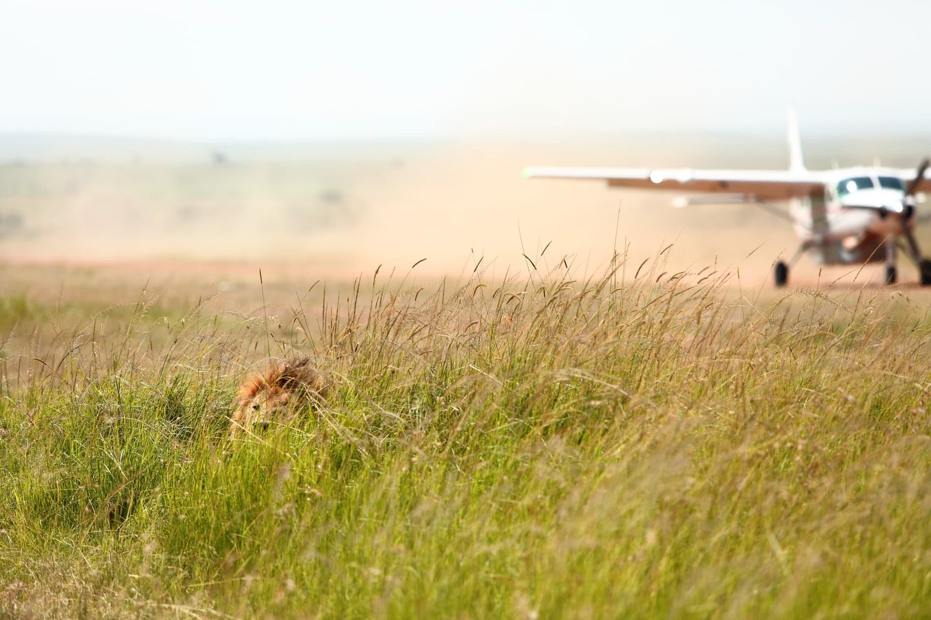 KE - Angama Mara - Wildlife Safari Entrance.jpg