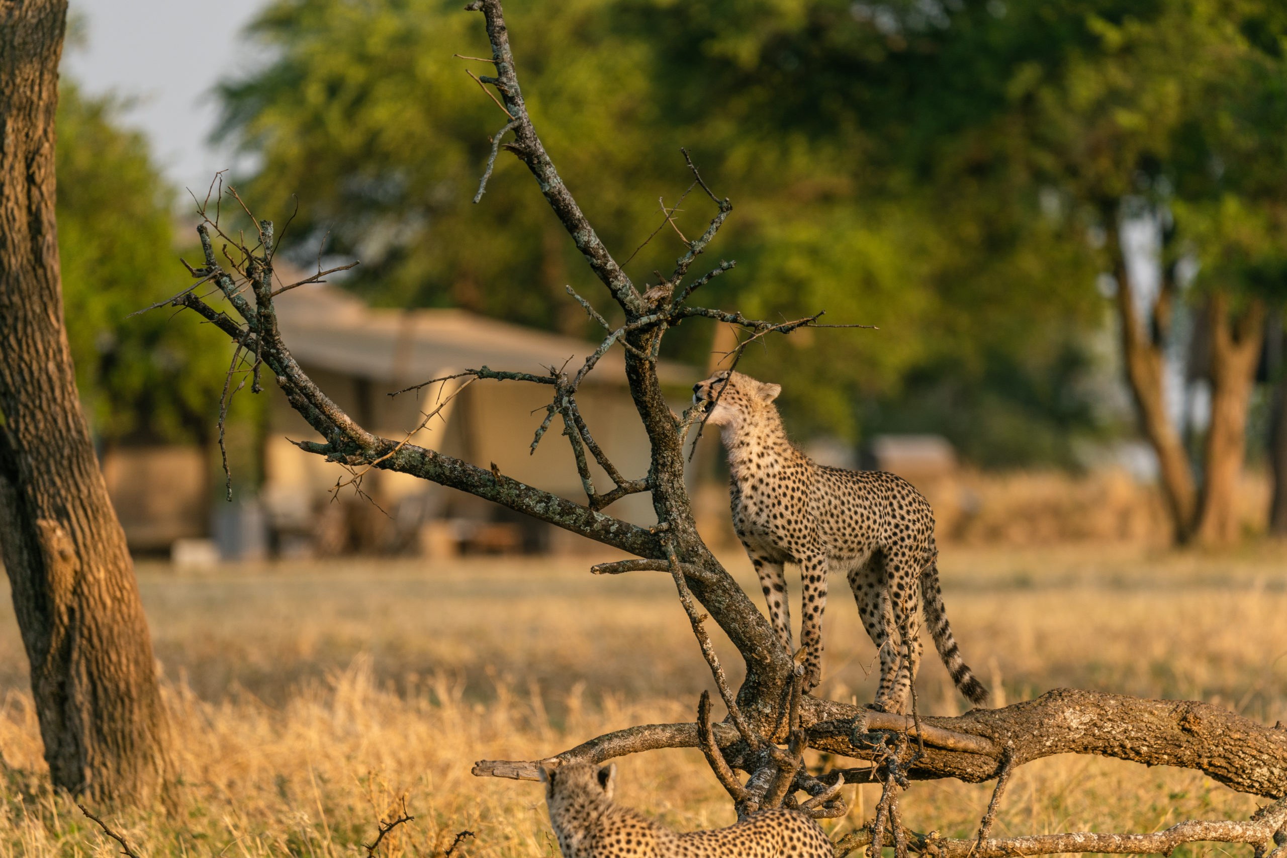 TZ-Singita Sabora Tented Camp-cheetas.jpg