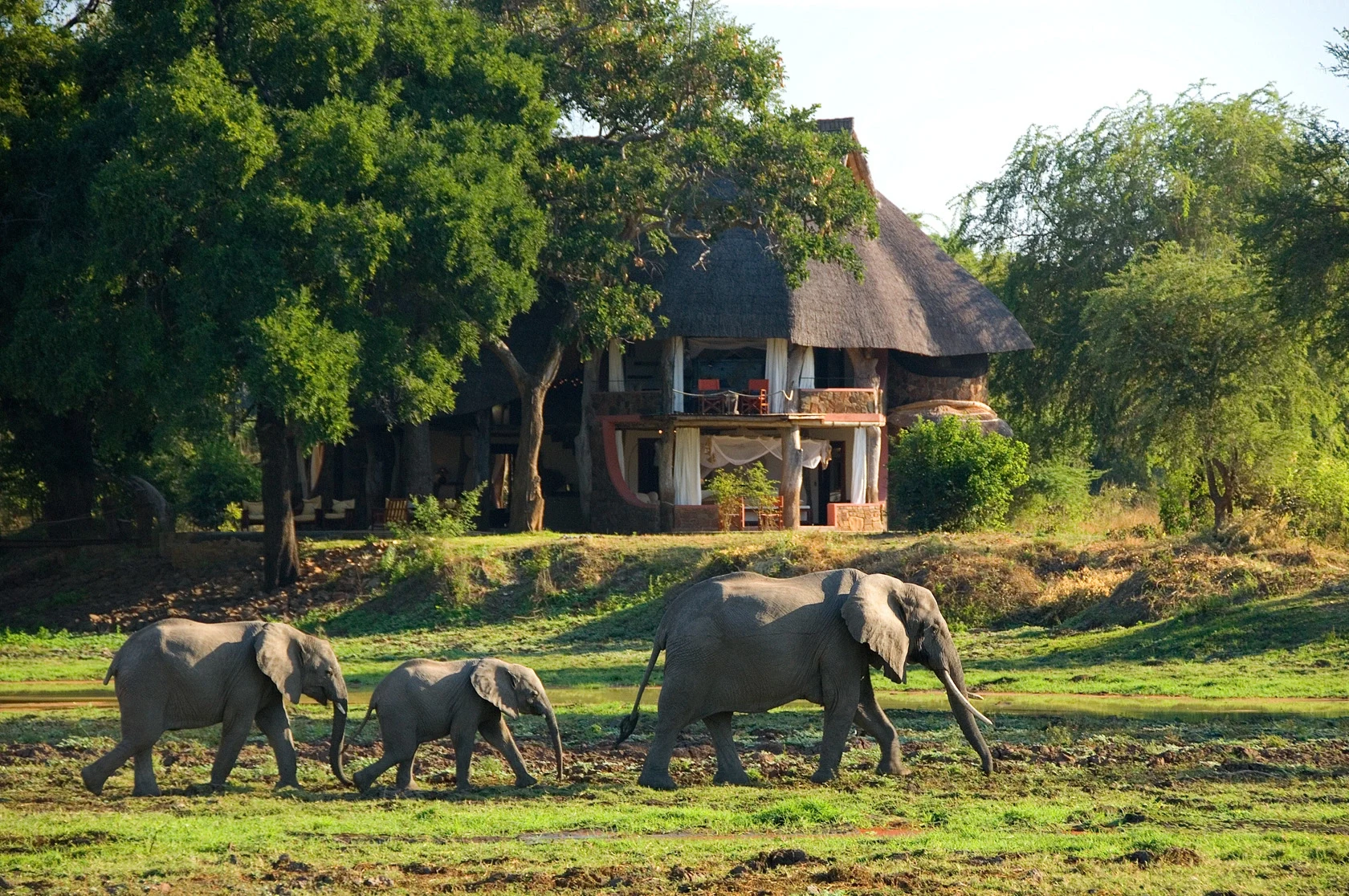 ZM-Luangwa Safari House-front view with elephants.webp