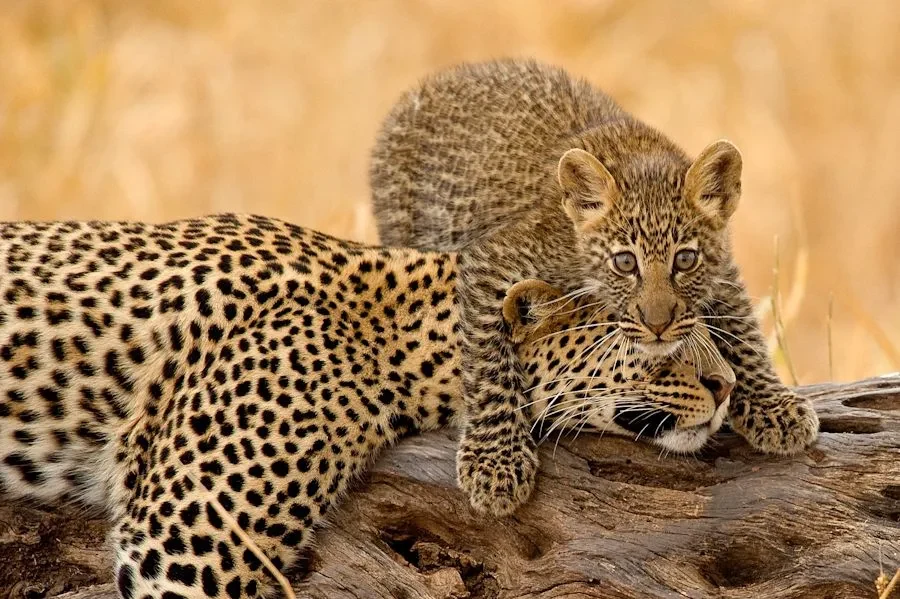 TZ-Olivers Camp-cheetahs.webp