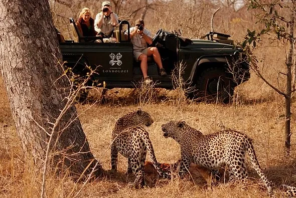 ZA-Londolozi-Leopard_Viewing.webp