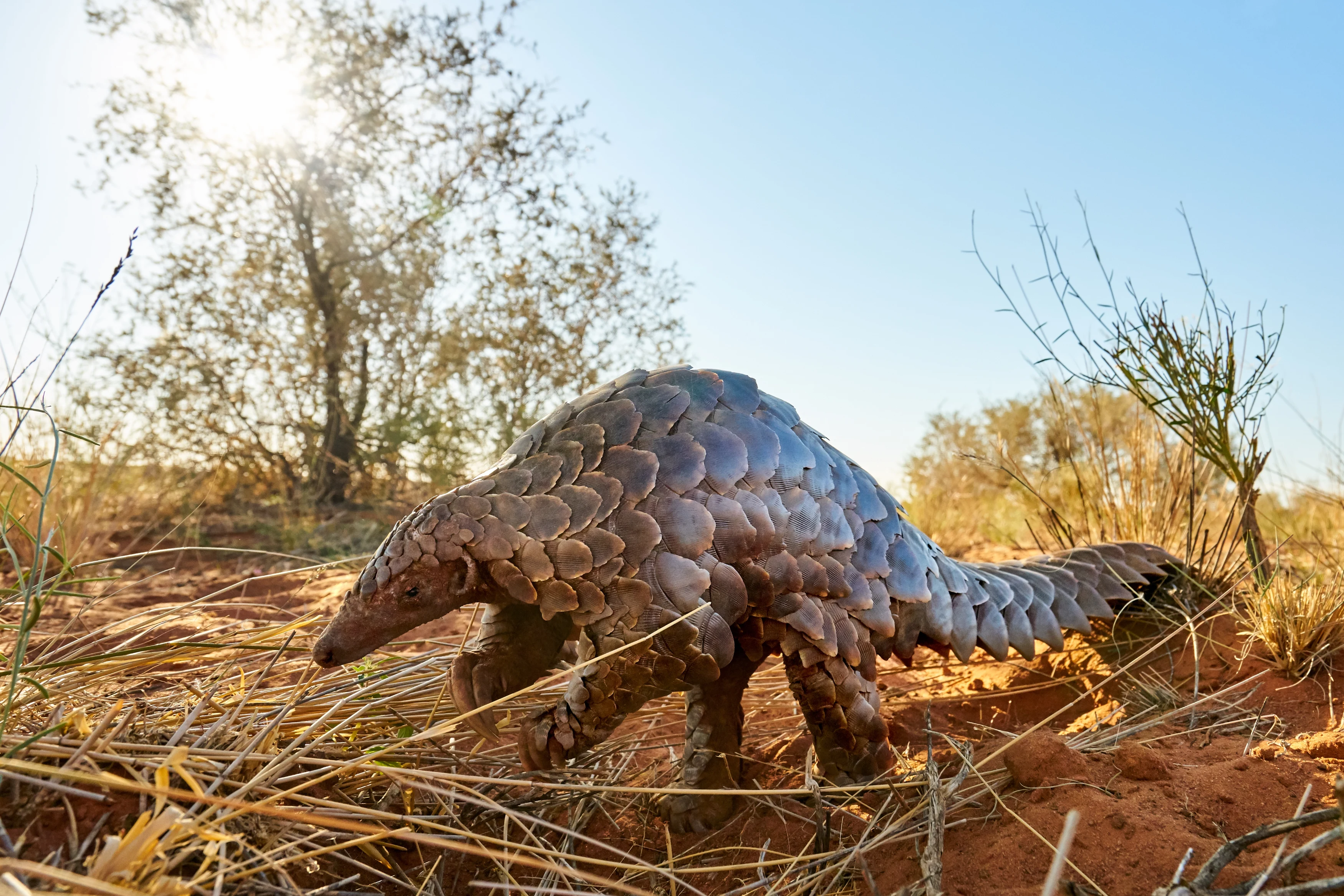 ZA-Tswalu Kalahari-Pangolin.webp