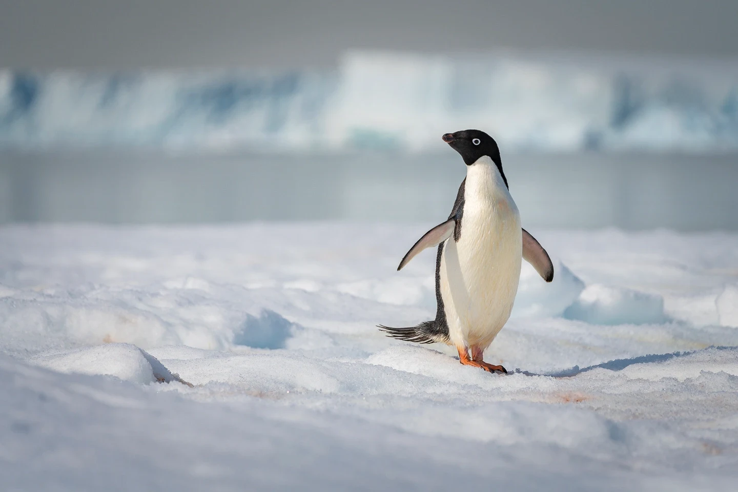 AQ - Penguin.webp