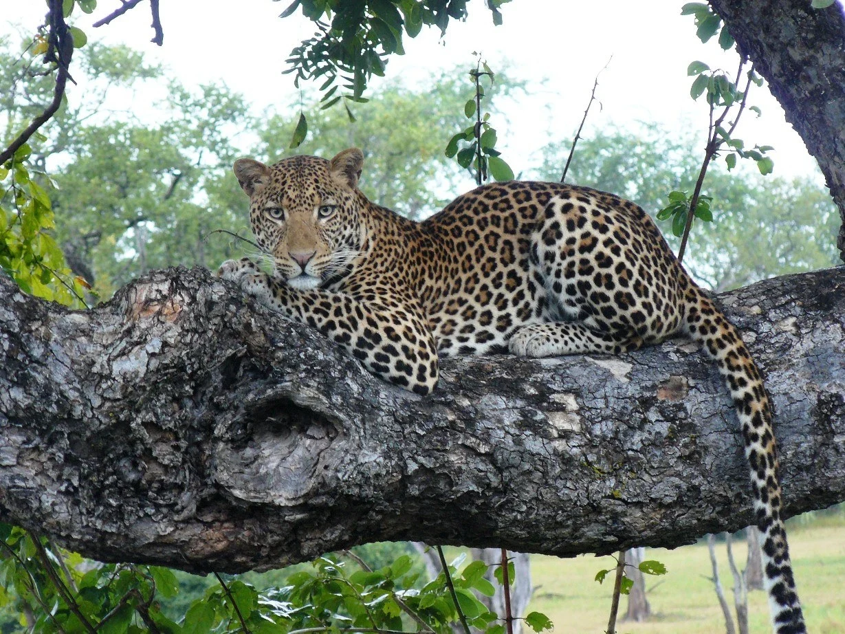 ZM_-_Leopard_In_Tree.webp