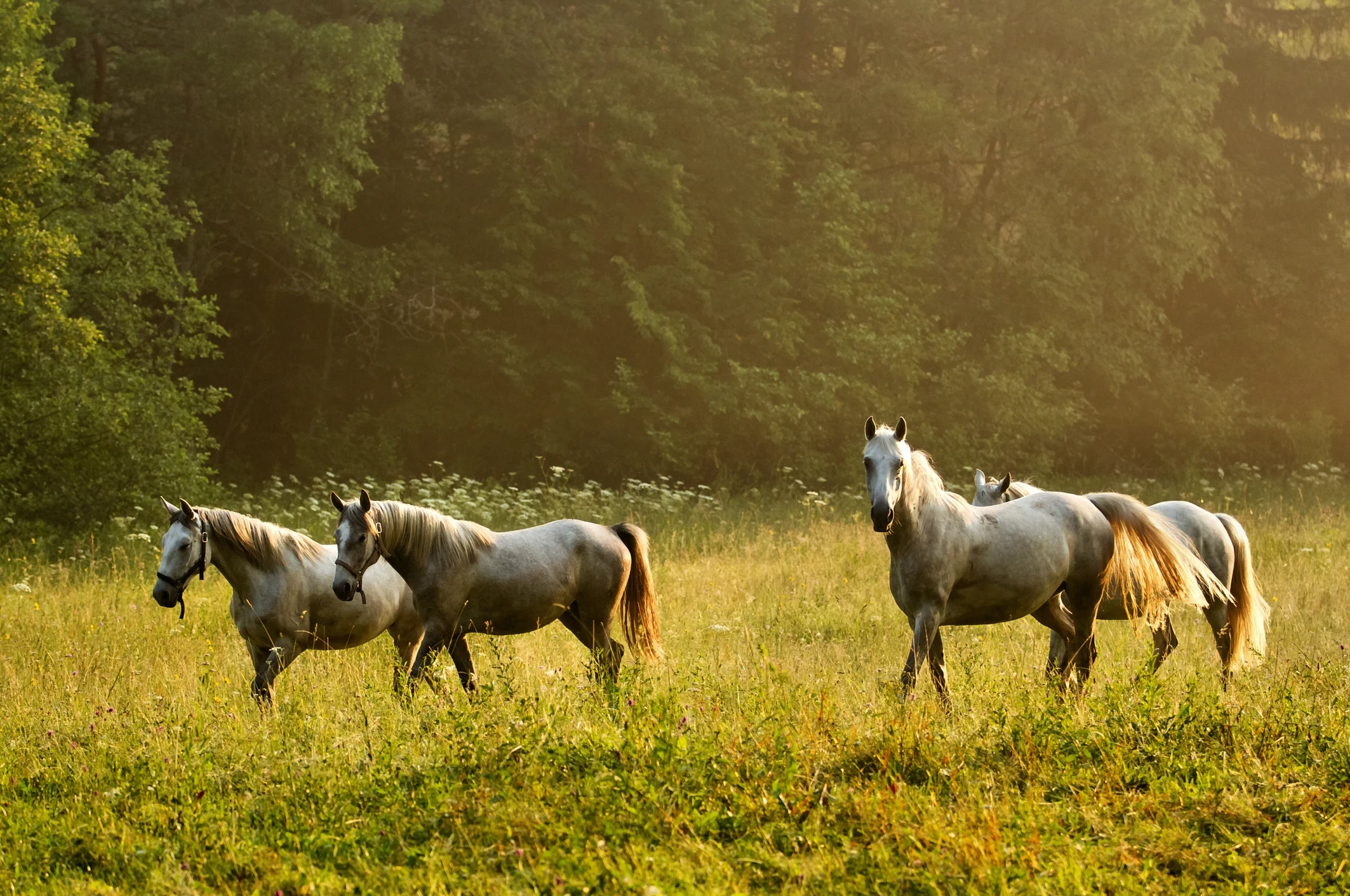 Sl-Algemeen-paarden.webp