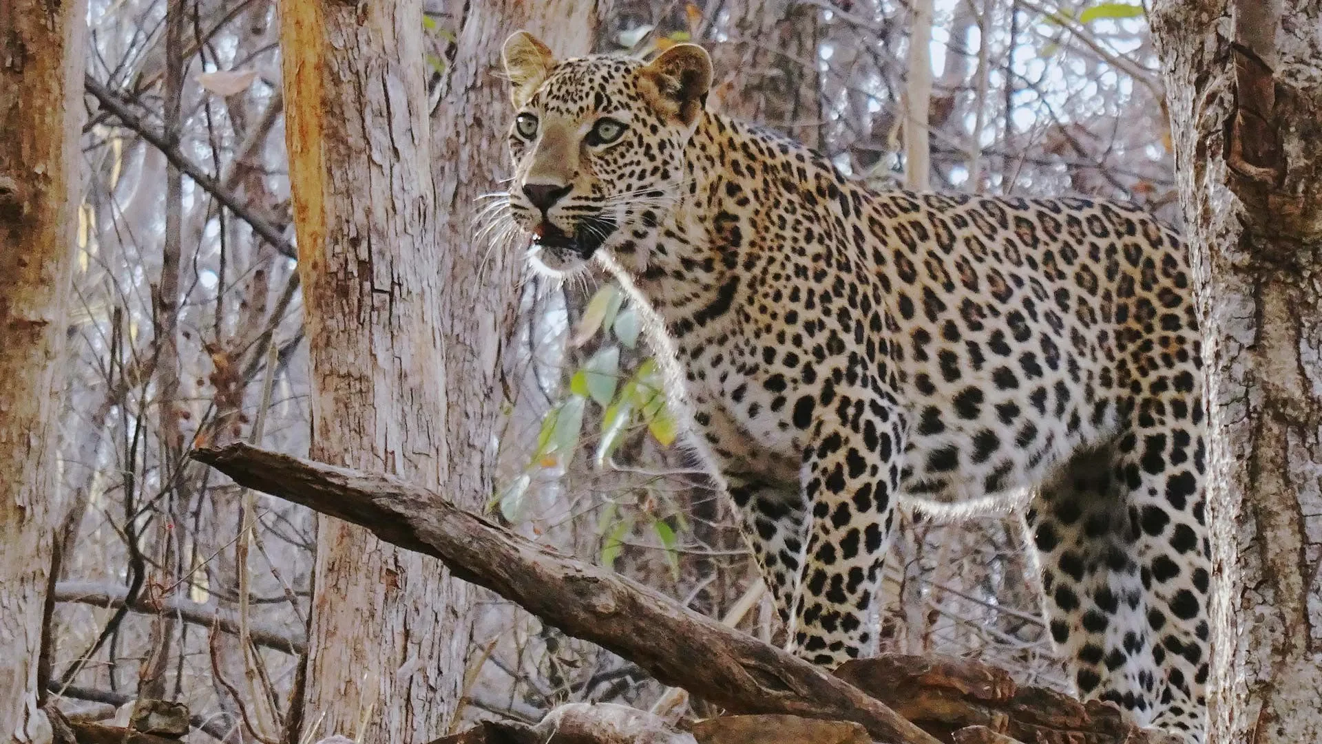 IN-Sarai at Toria-Panna Jungle safari.webp