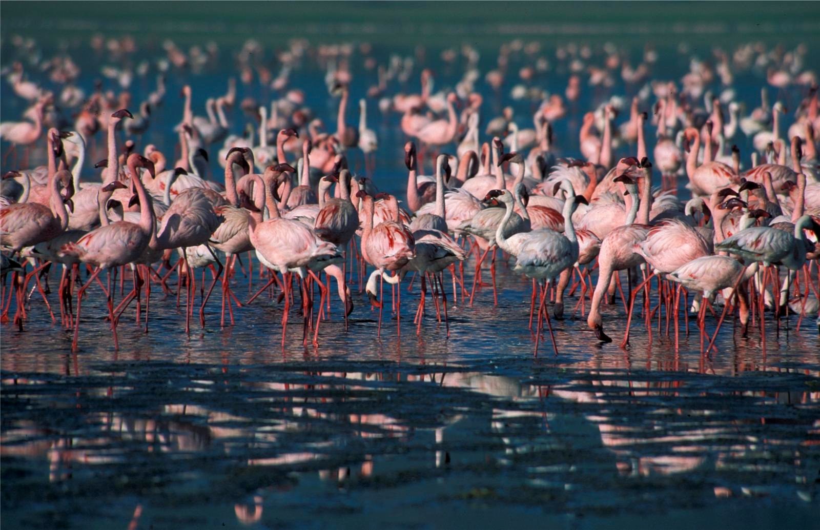 TZ_-_Hatari_Lodge_-_Flamingos.jpg.jpg