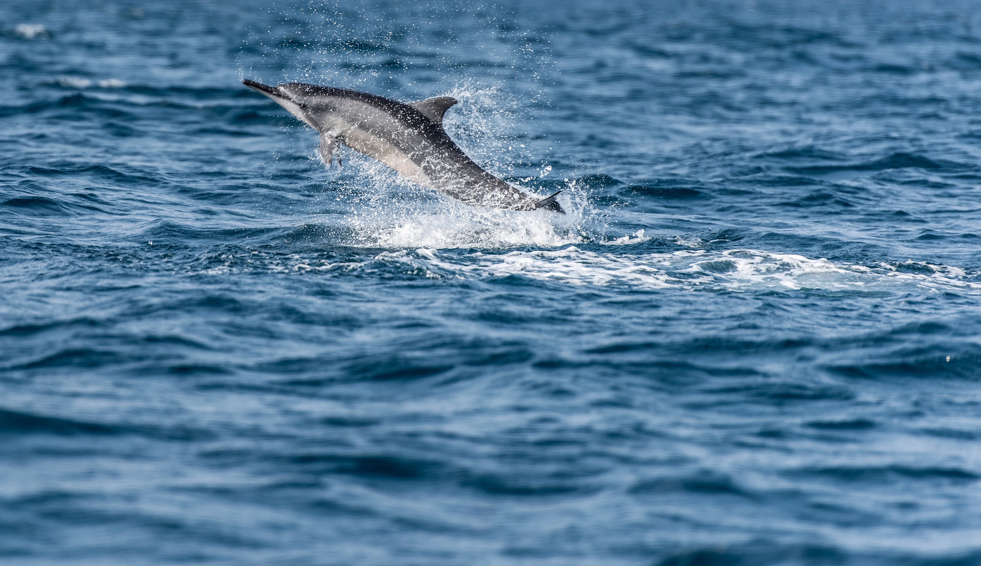 LK - Algemeen - Dolphin.webp