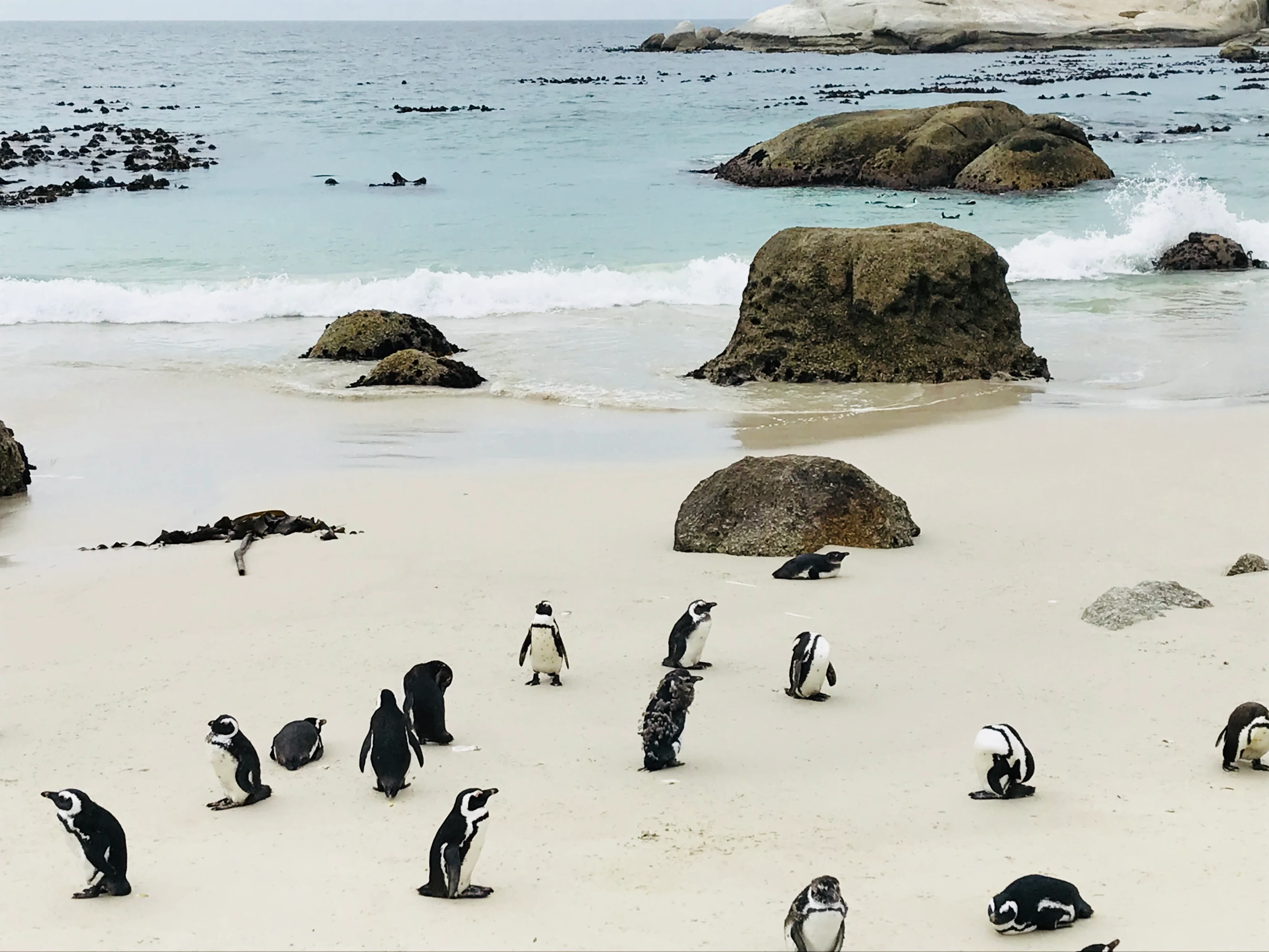 ZA-Kaapstad-Boulders Beach.webp