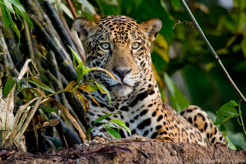 BR-Excursie-jaguar-oncafari-project-basistekst-compressed.jpg