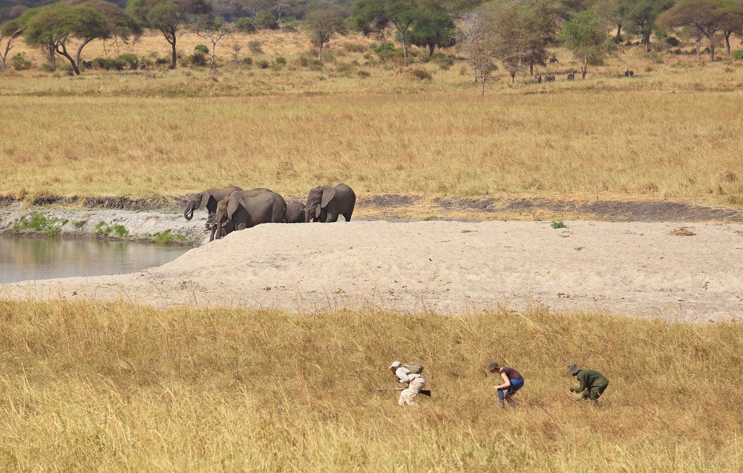 TZ-Olivers Camp-Elephants spotted on walking safari.jpg