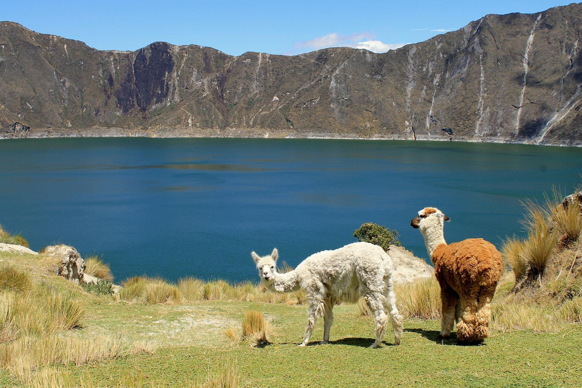 EC - Alpaca (1).jpg