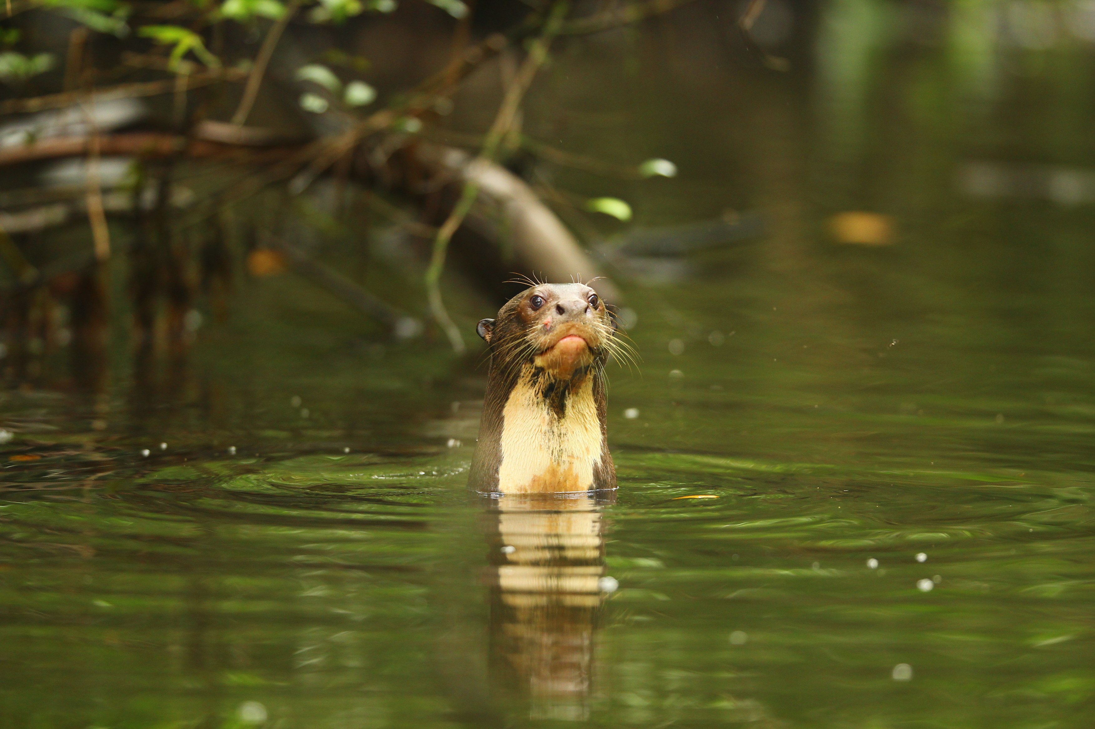 EC - Amazone animal otter (2).jpg