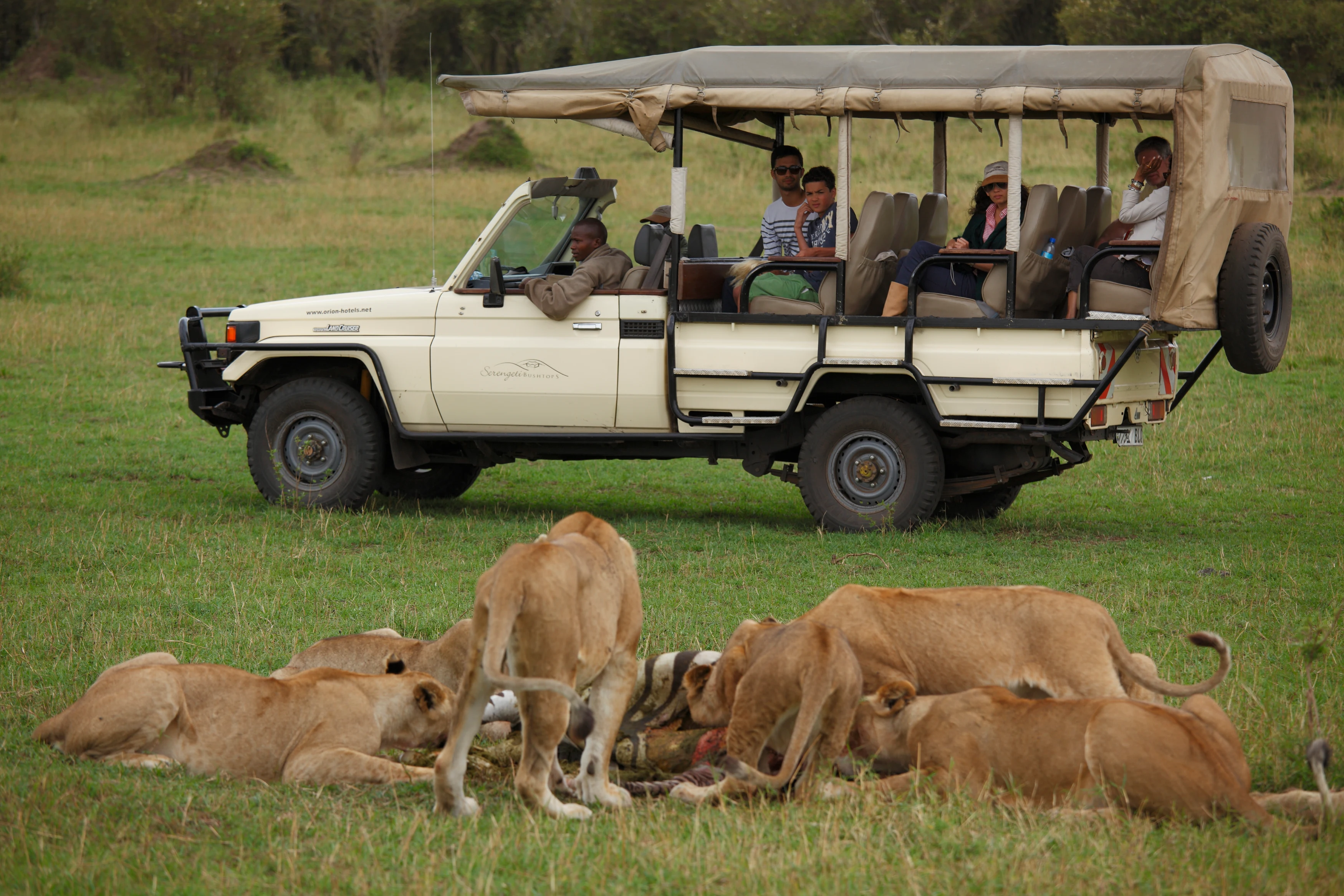 TZ - Serengeti Bushtops - safari.webp