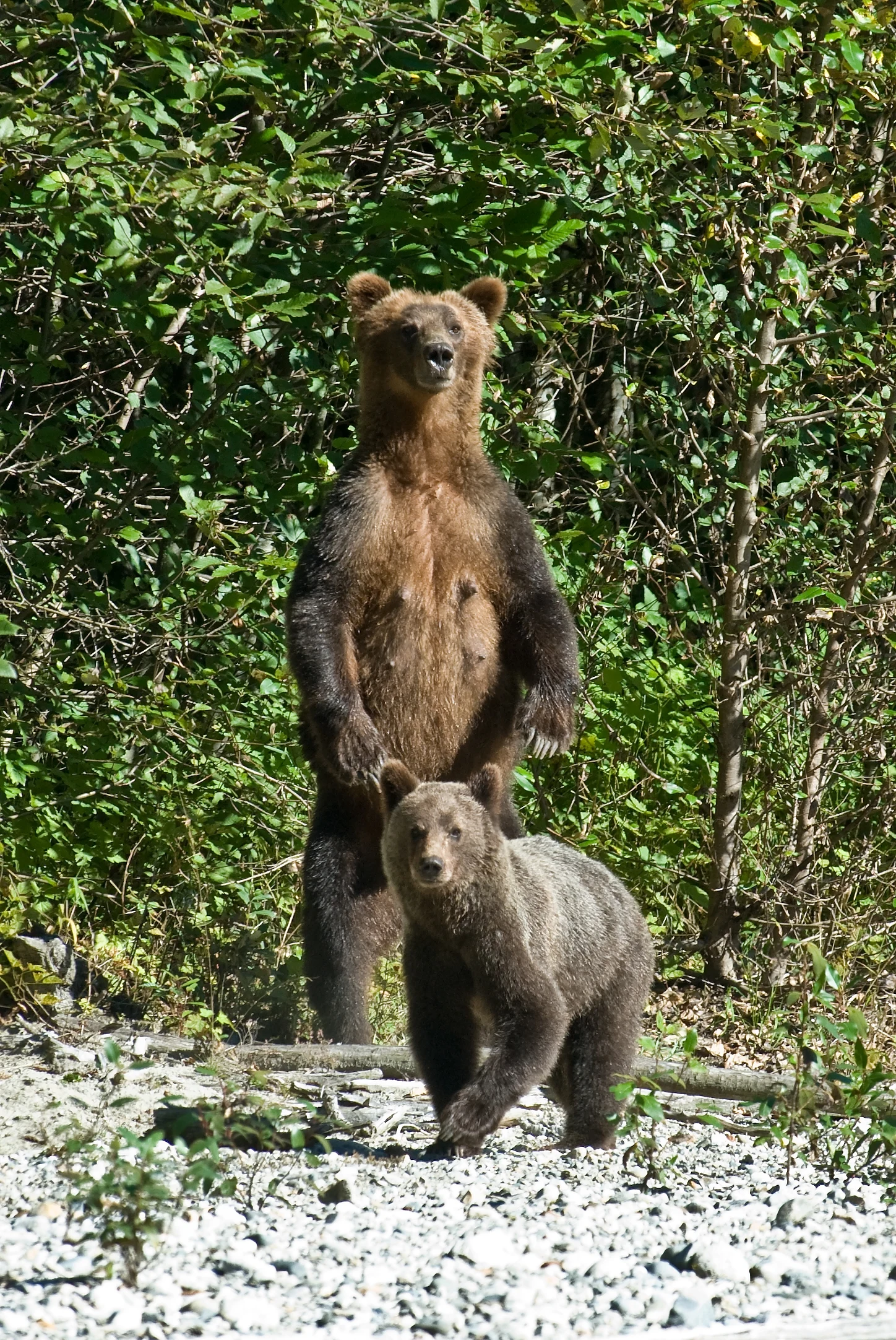 CA - Sonora Resort - Bears.webp