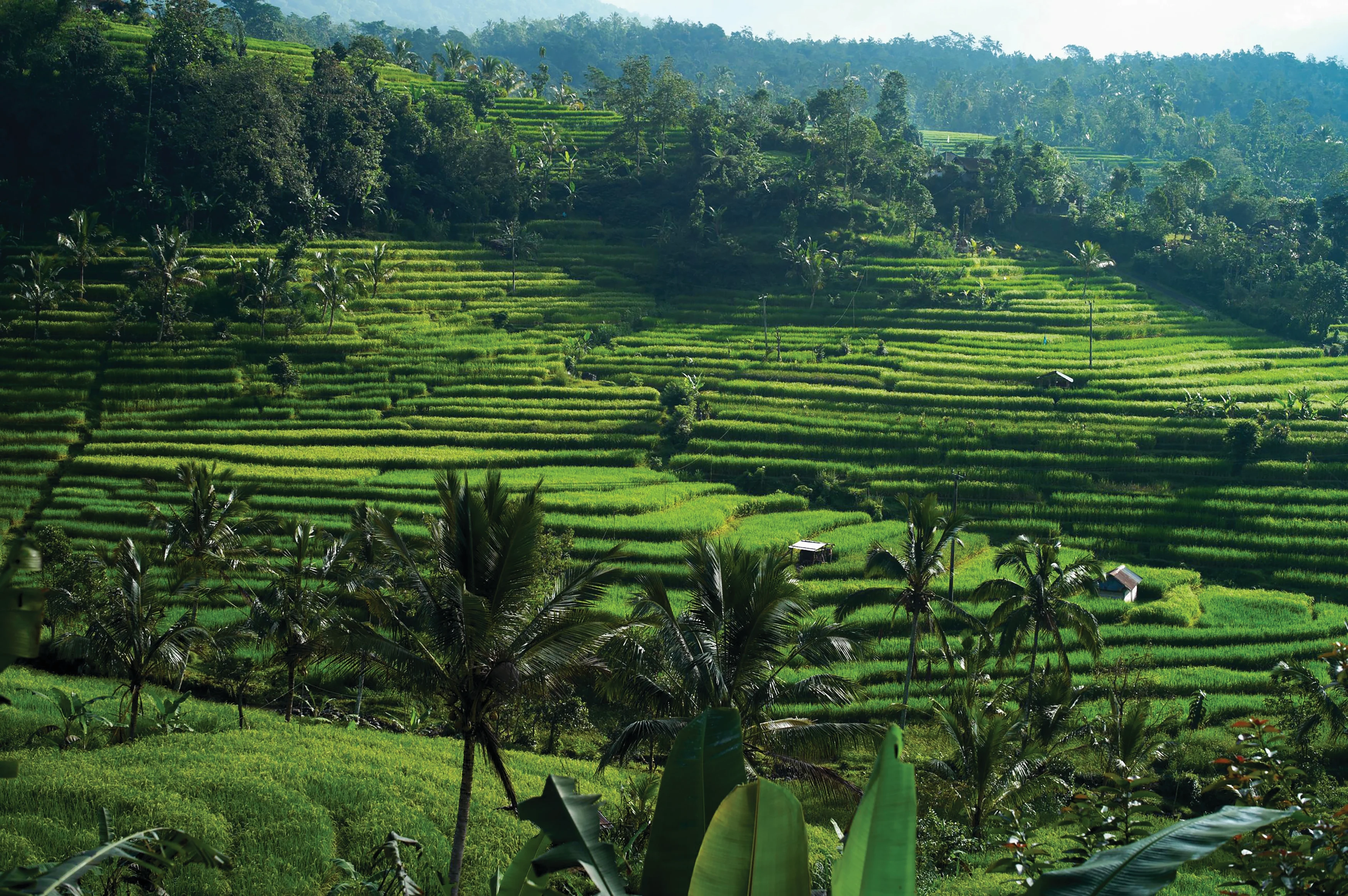 ID - Excursie - Journey of Arcadia By Soori Bali.webp