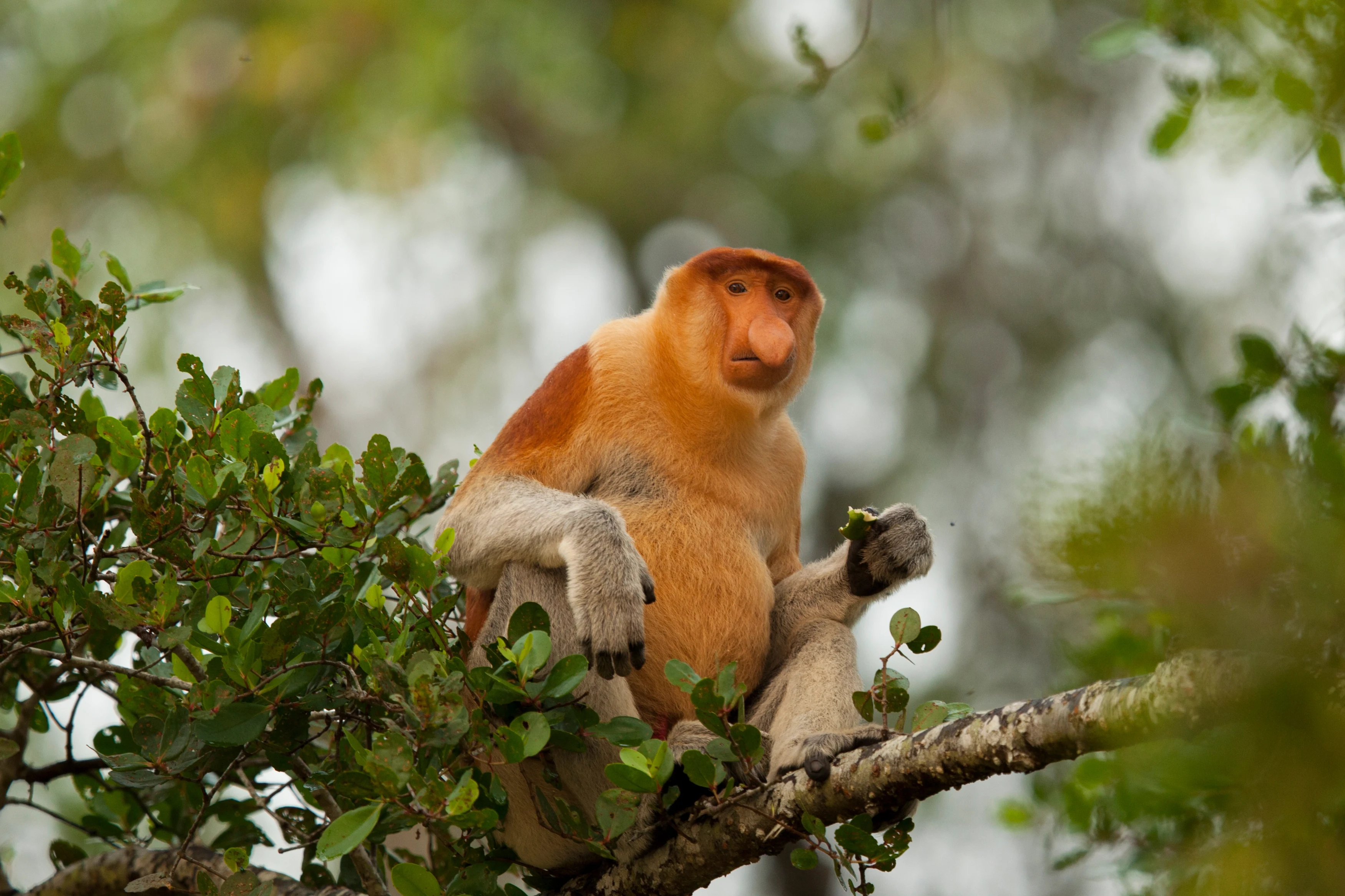 MY-Sabah- Monkey (2).webp