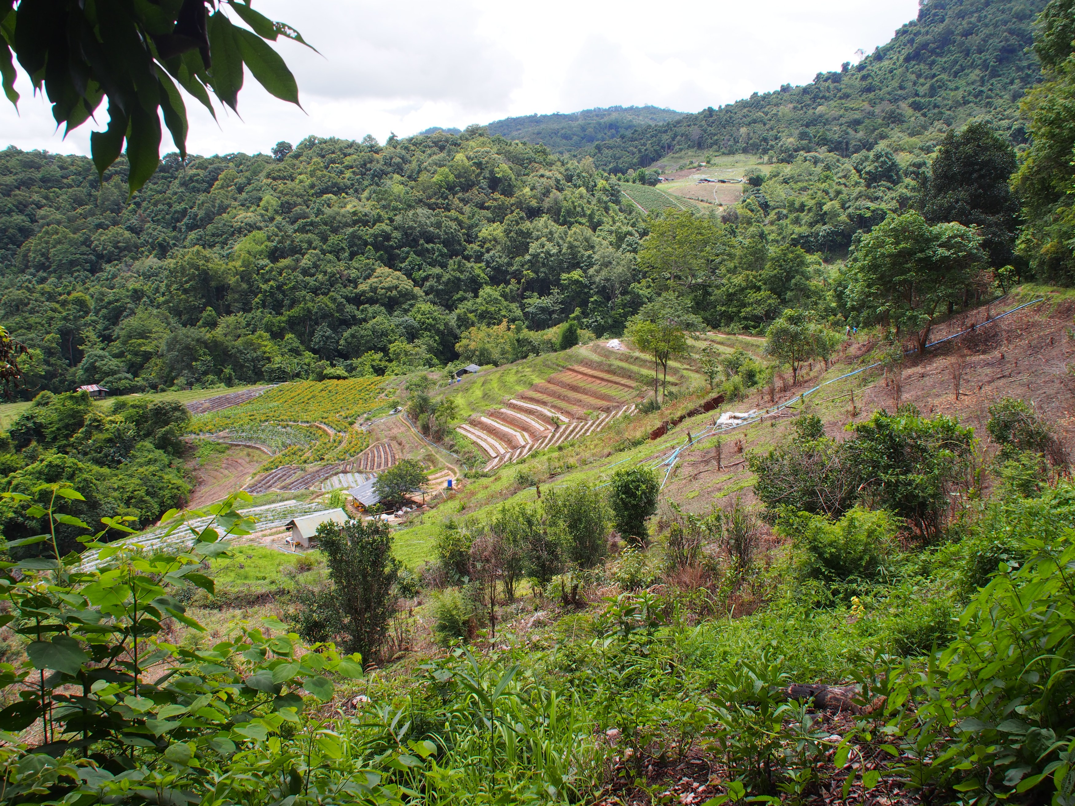 TH - Chiang Mai - Doi Ithanon (33).JPG