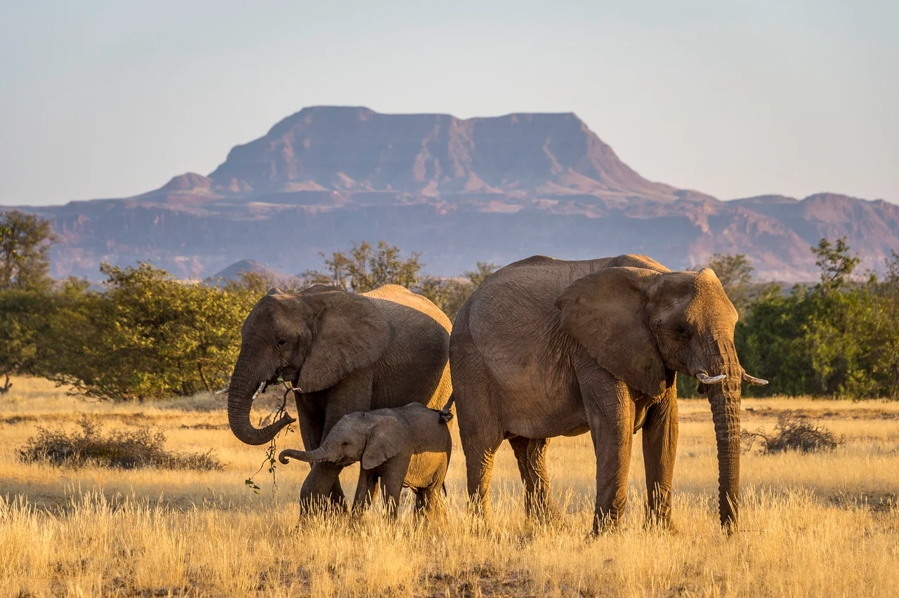 NA-Damaraland Camp-elephants.webp