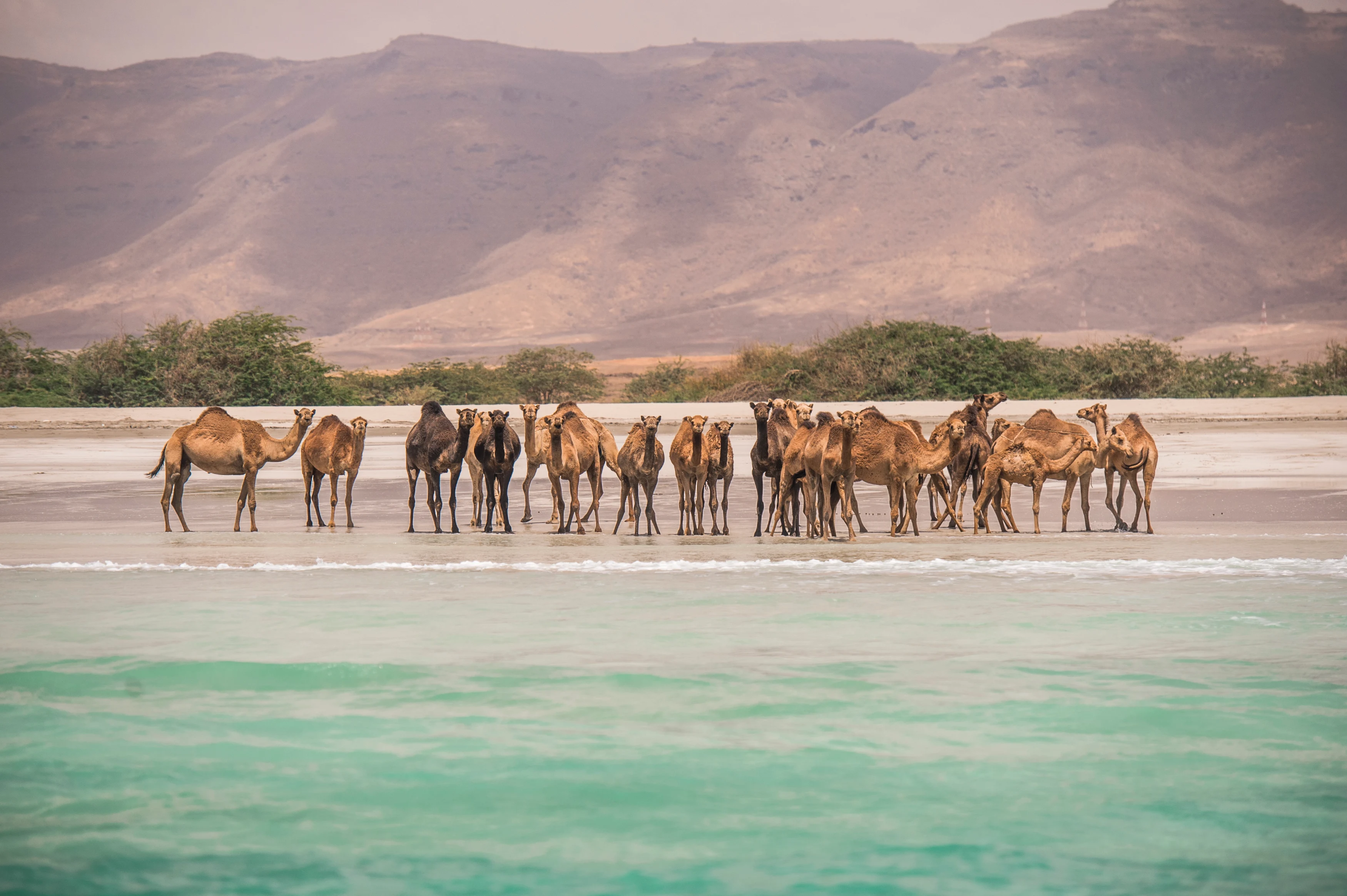 OM - Camels on the beach, Salalah, Dhofar.webp