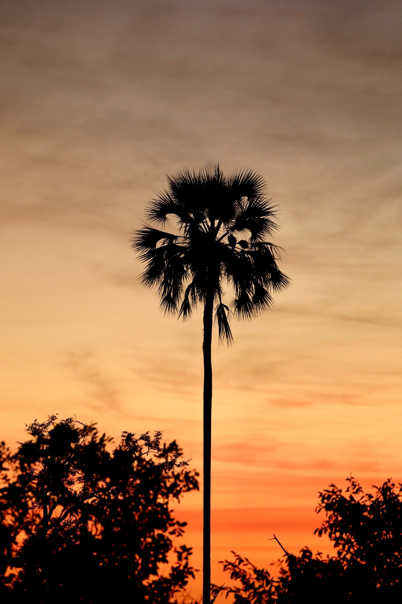 BW-Accommodatie-Zarafa-Camp-Tree-Sunset.jpg