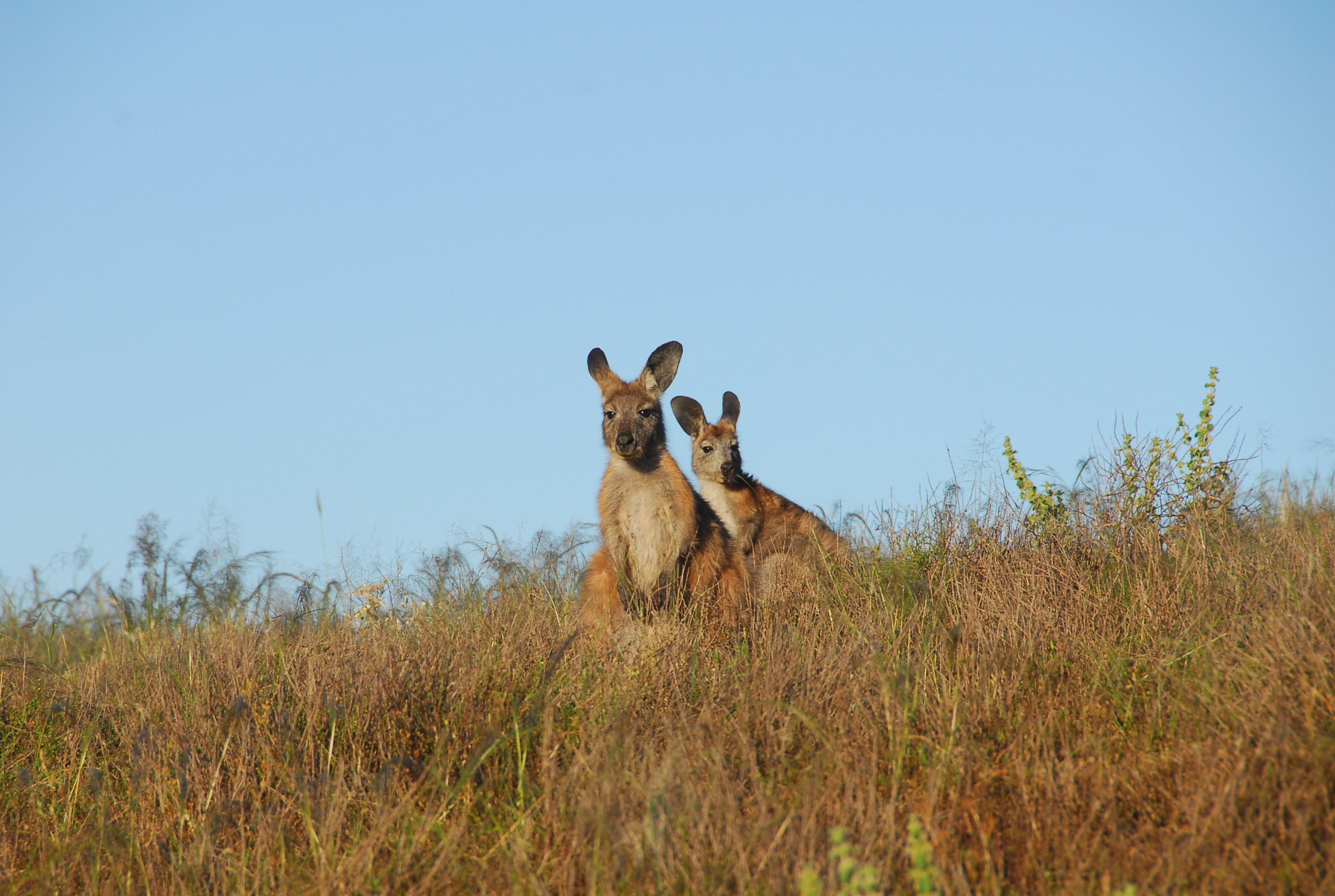 AU - Gawler Ranges - Wildlife drive kangaroo.JPG
