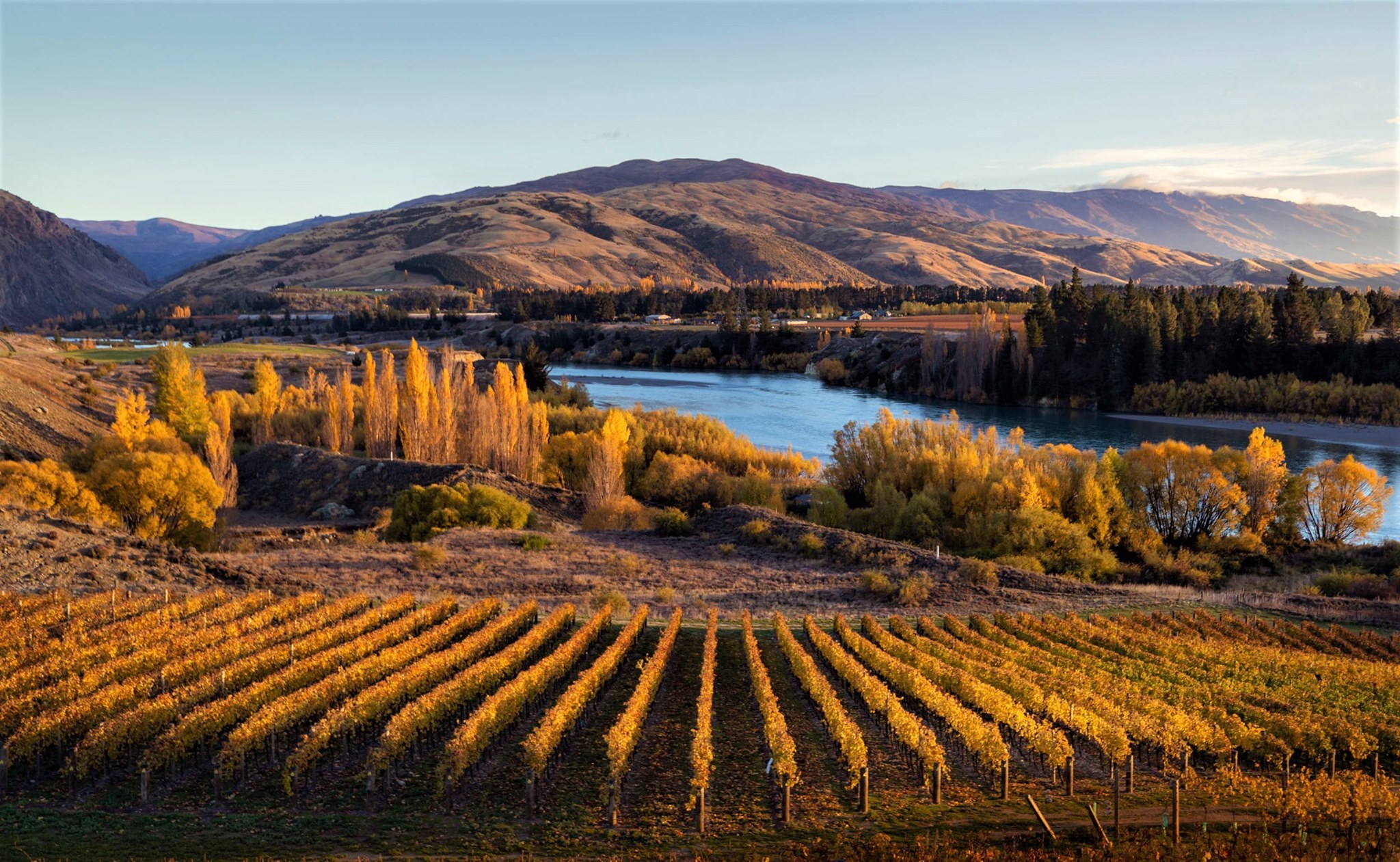NZ-Central Otago - vineyards -1 .jpg