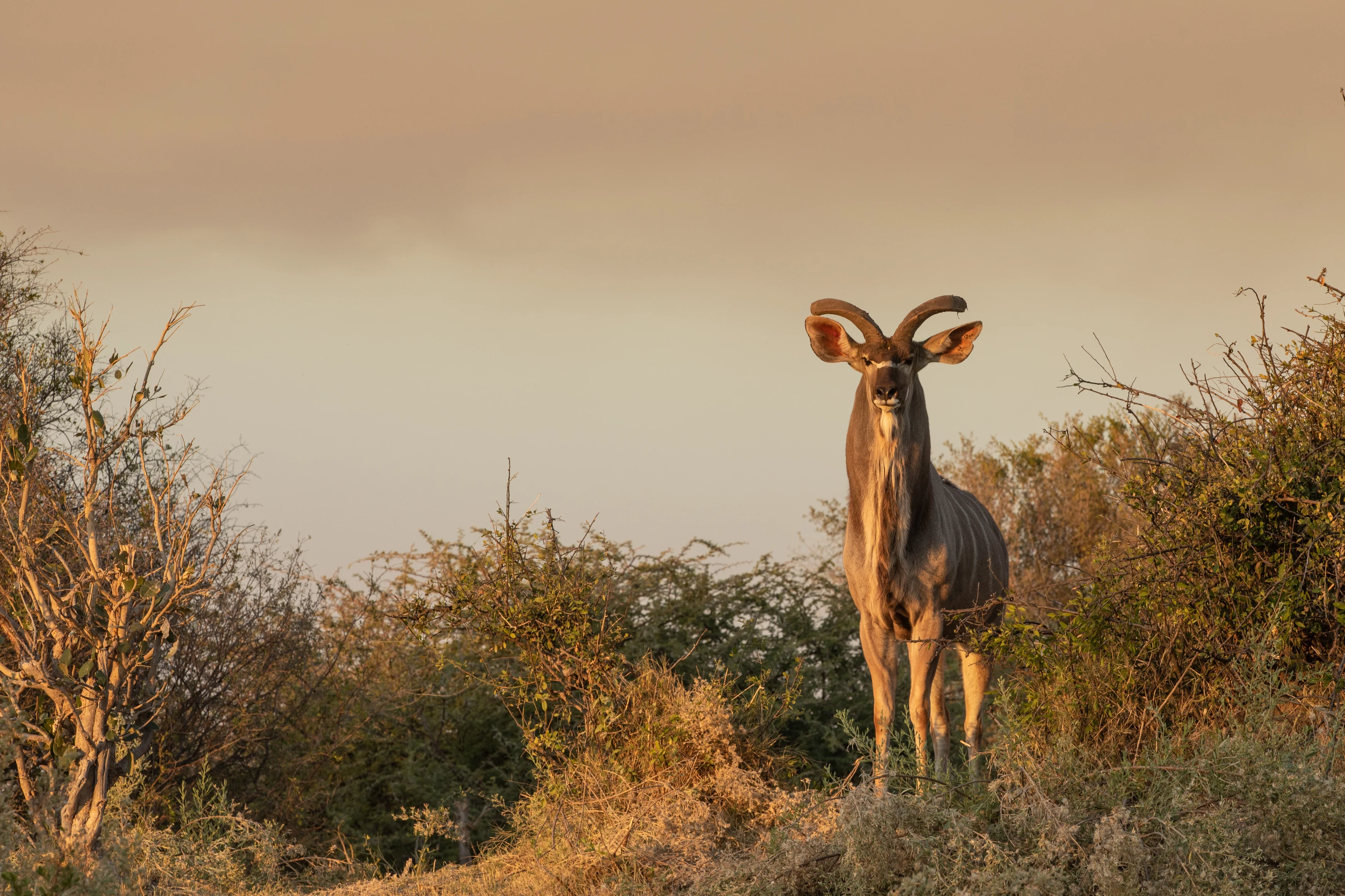 BW-Accommodatie-Zarafa-Camp-Kudu1.webp