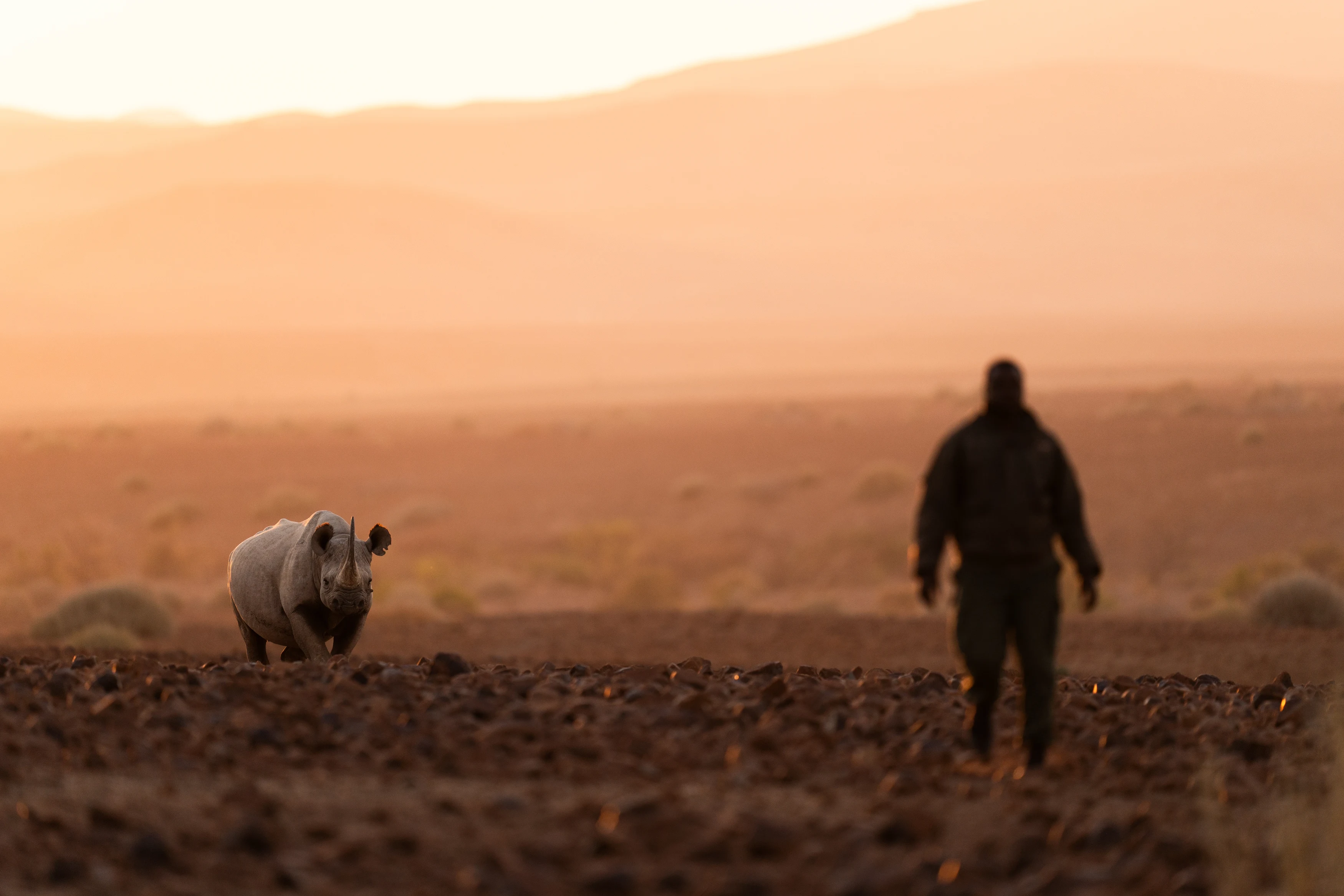 NA-Desert Rhino Camp - rhino tracking (1).webp