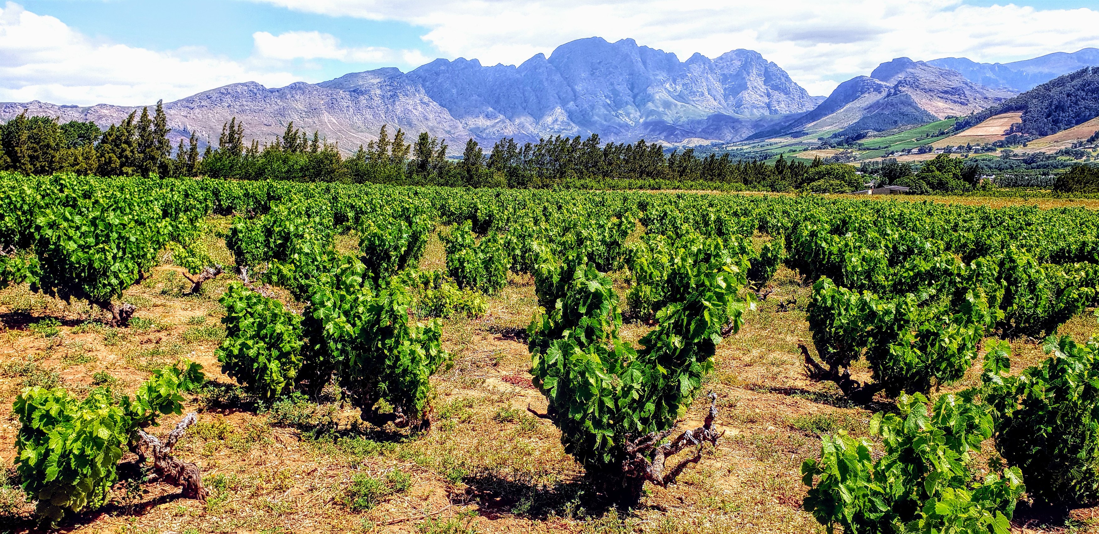 Lotter Cinsault vineyard.jpg