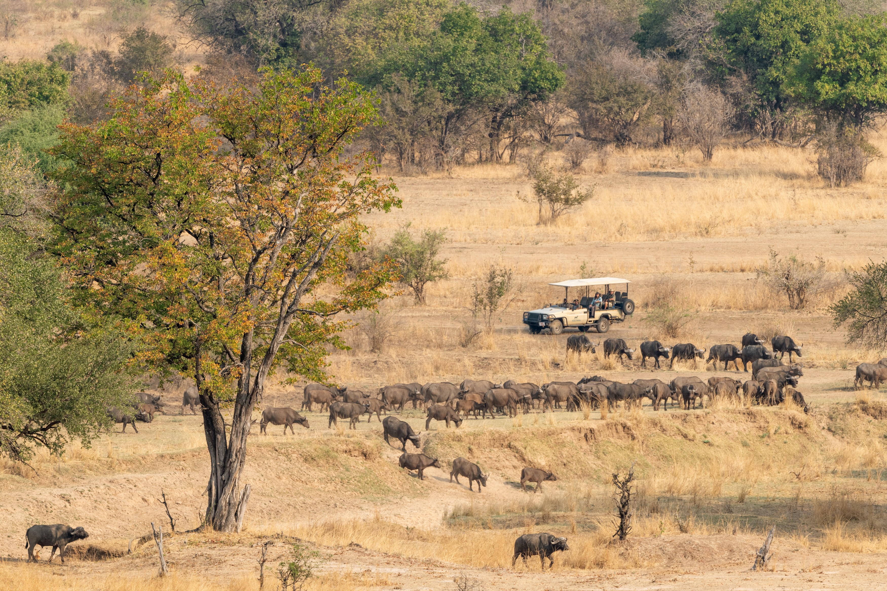 ZM-South Luangwa-gamedrive.jpg