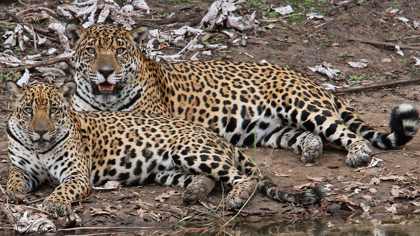 fauna-5.jpg