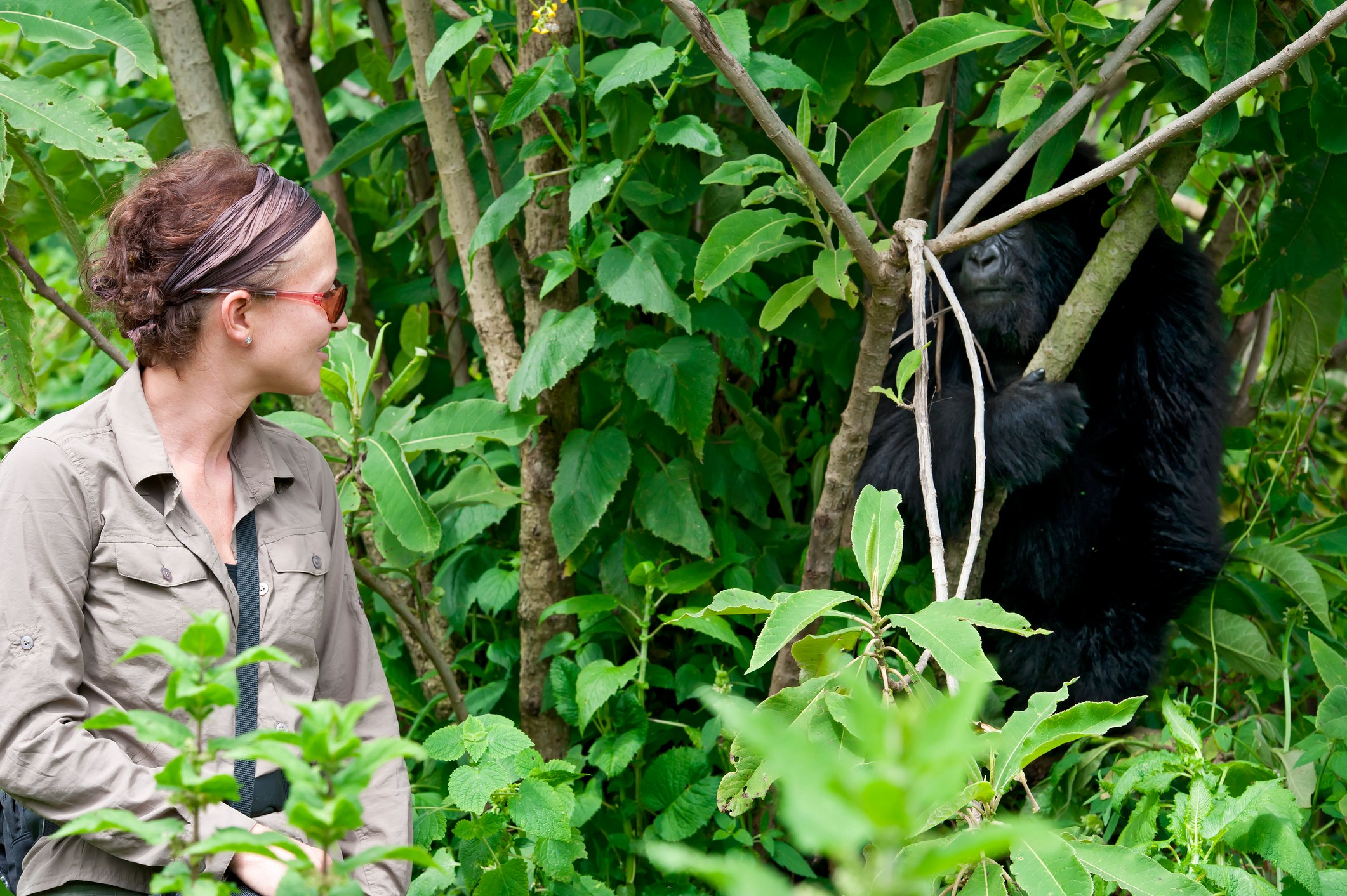 RW - Gorilla's met persoon - Istock.jpg