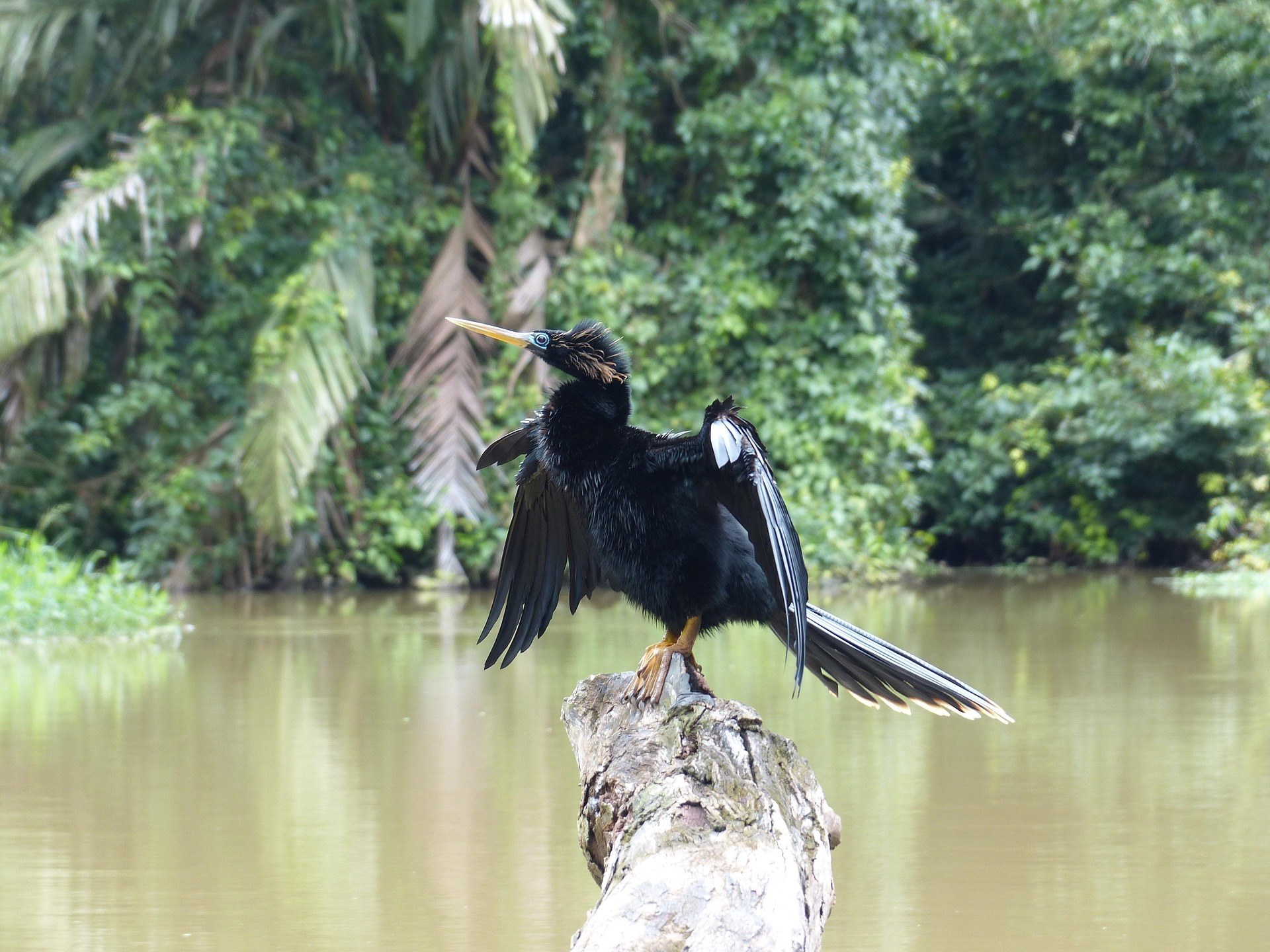 CR - Excursie kajakken Nationaal Park Tortuguero .jpg