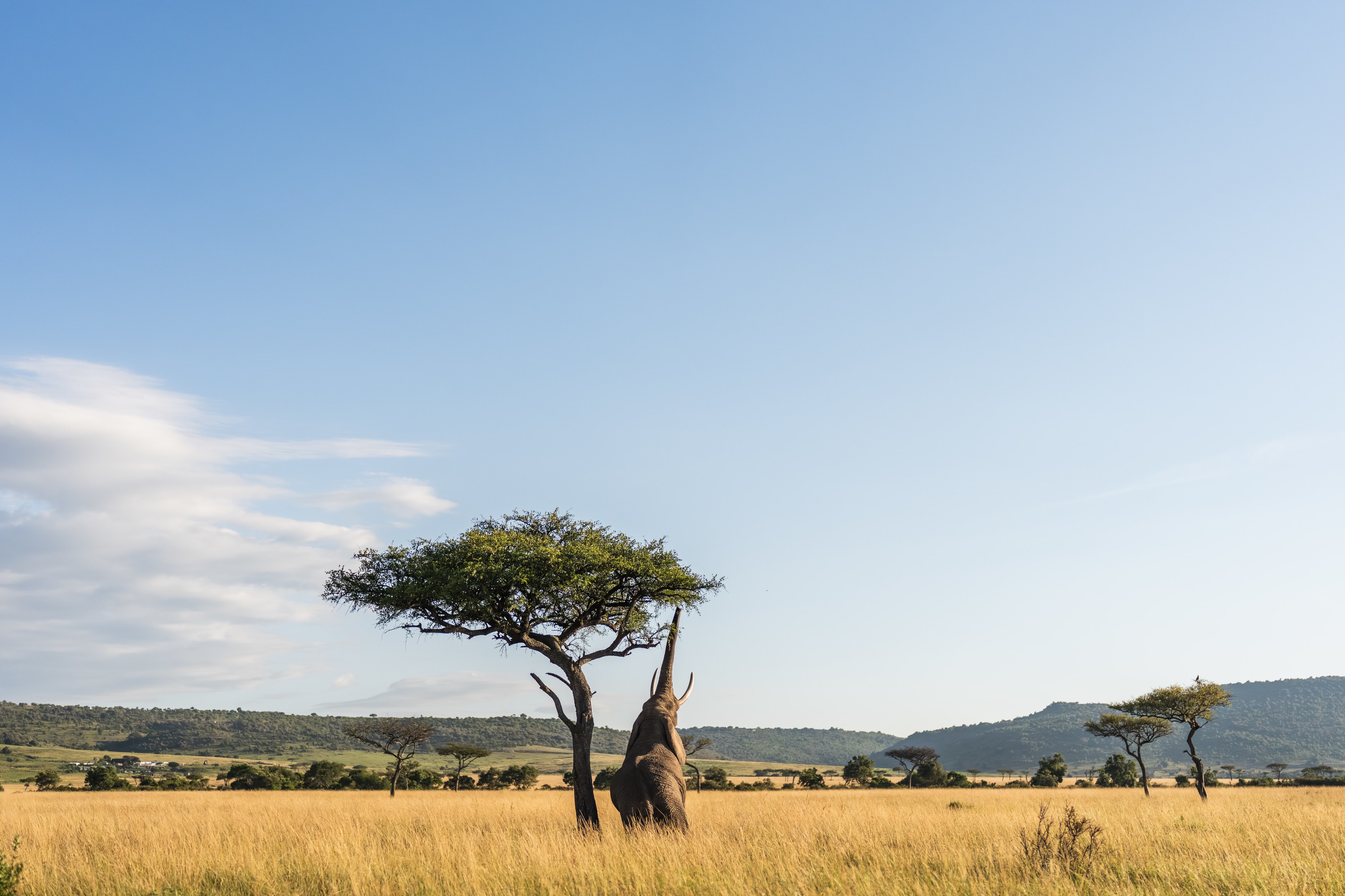 KE - Wilderness Mara - Wildlife Mara Triangle.jpg.jpg
