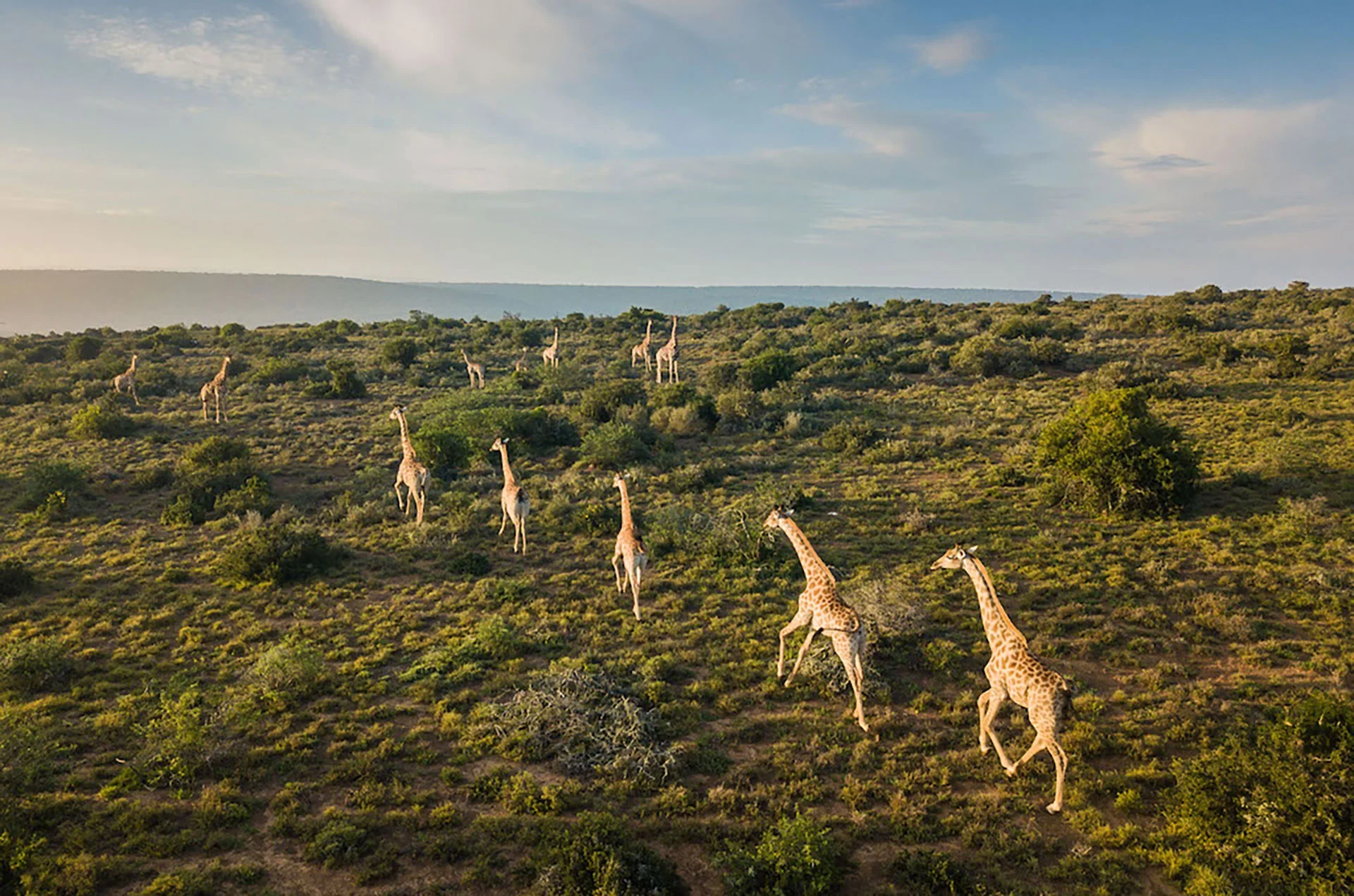 ZA-Kwandwe Ecca Lodge-giraffe.webp