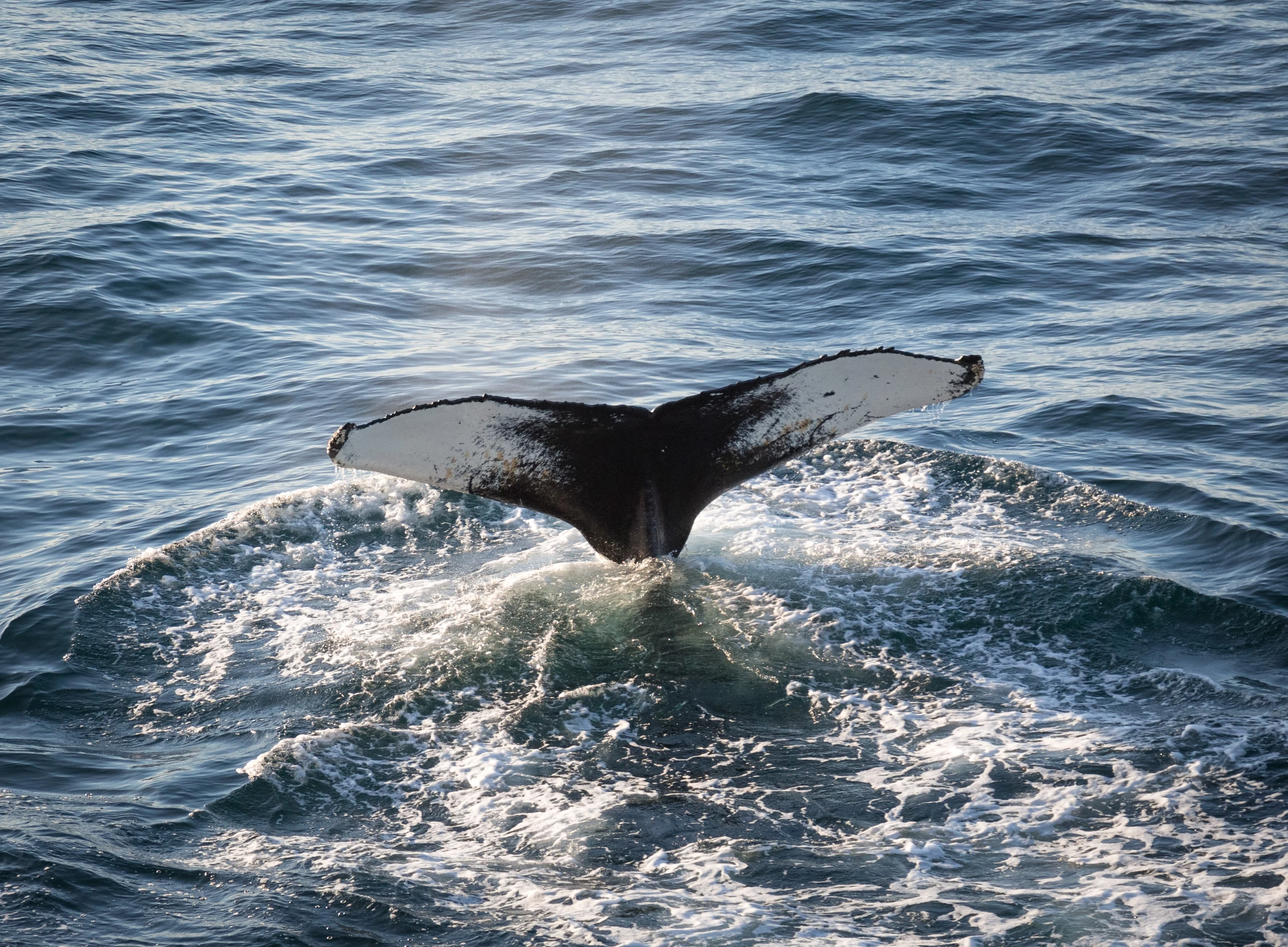 NO- Quark expeditions.acaciajohnson_humpback_whale_greenland__2.webp