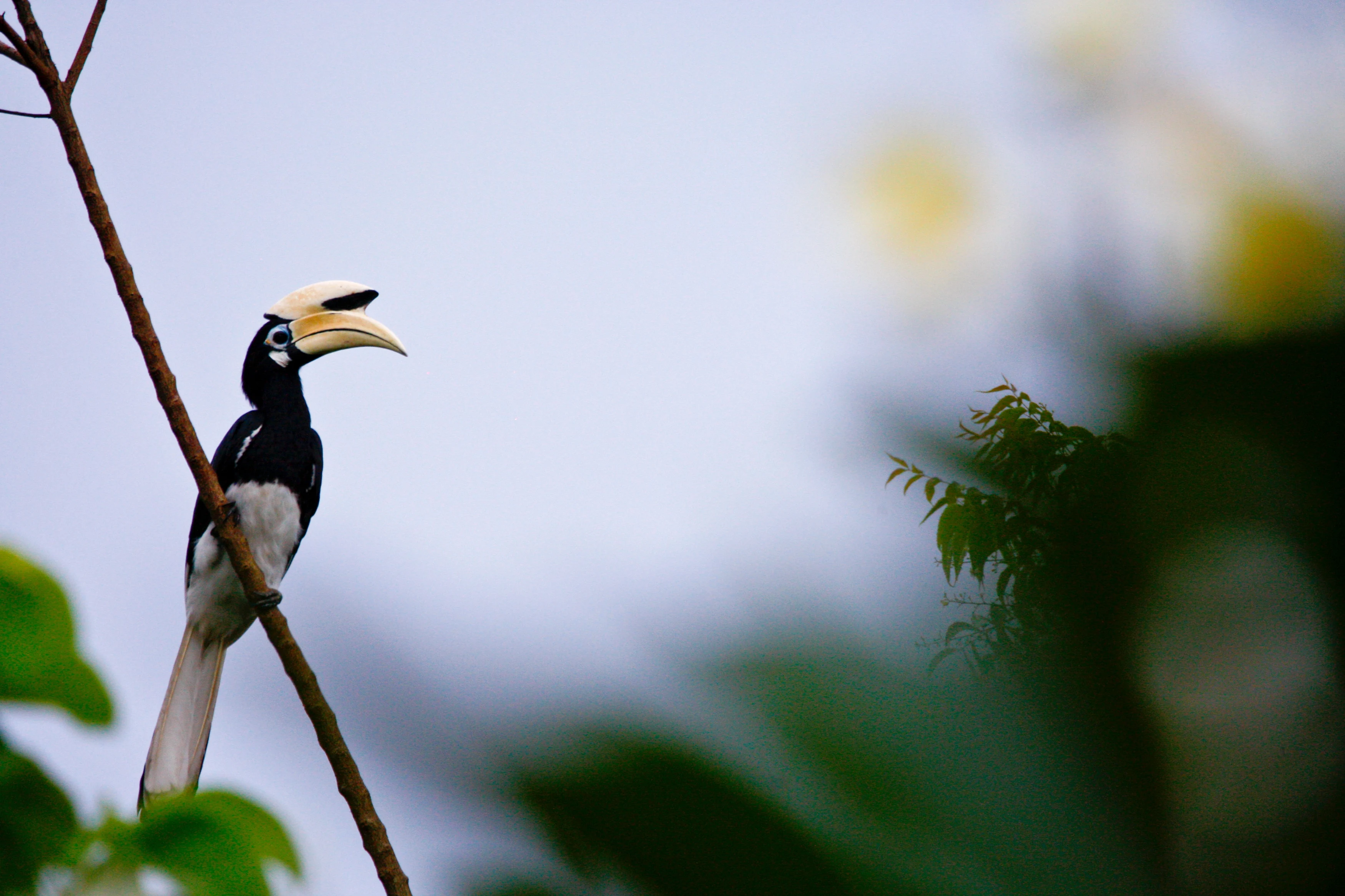 MY - Sabah - Rutger Geerling Sepilok Tucan (1).webp