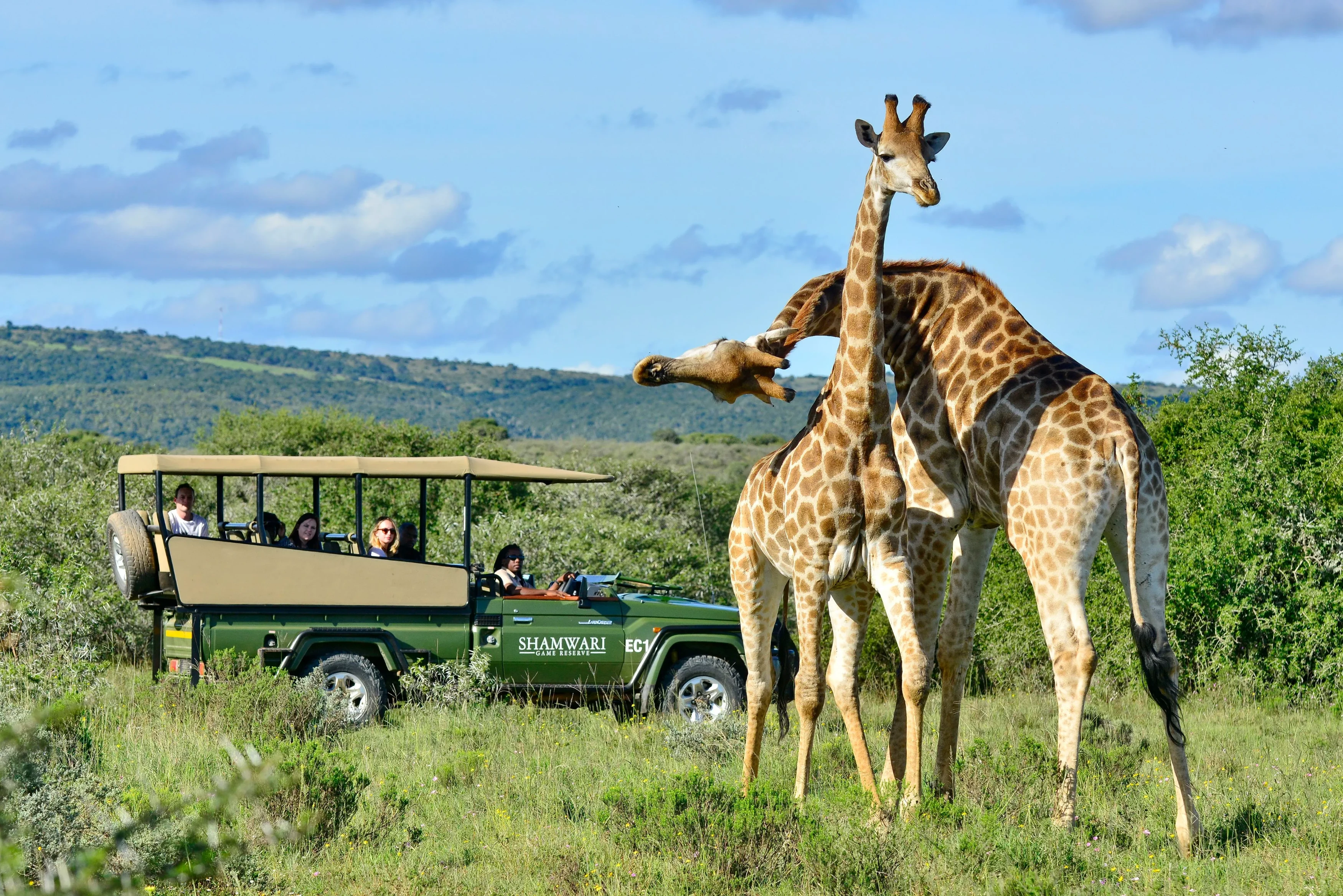ZA-Shamwar ...  Giraffes.webp