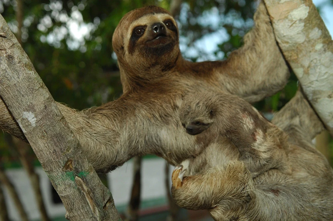 PE - Amazon - Three Toed Sloth - 01 (1).webp