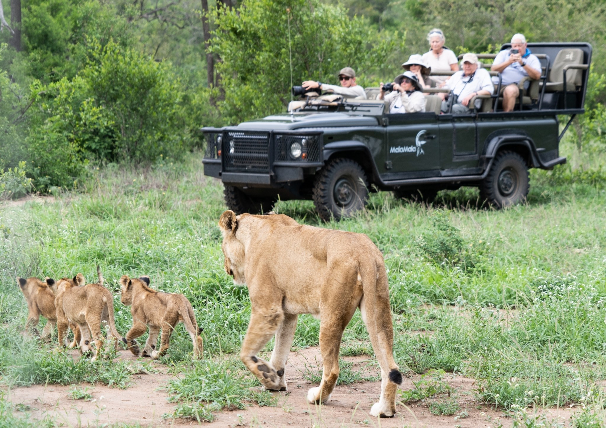 ZA-MalaMala Camp-game drive lions.jpg
